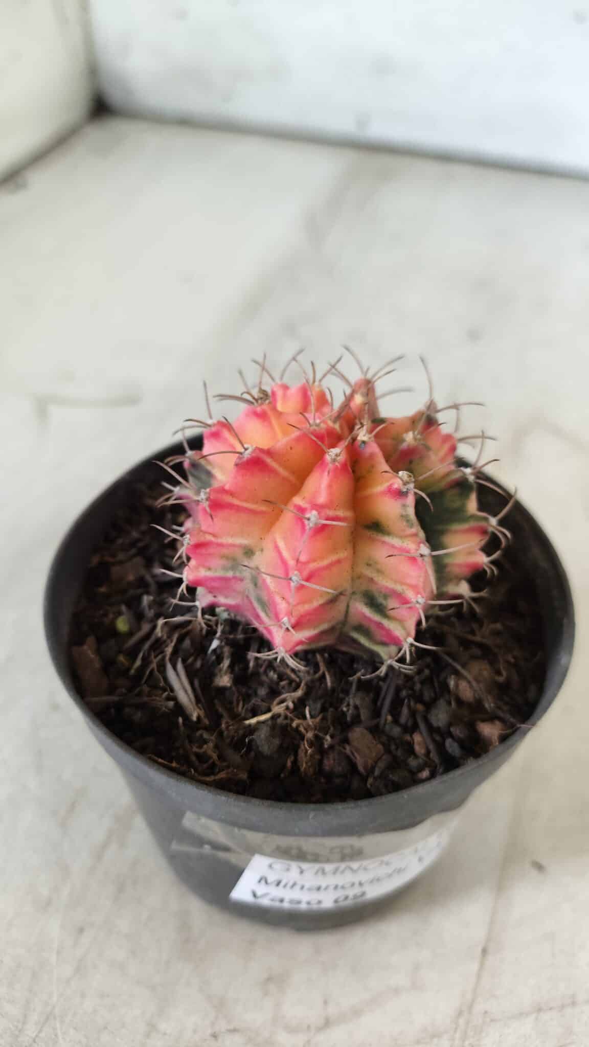 GYMNOCALYCIUM Mihanovichii Variegata Nº 470 – vaso 09