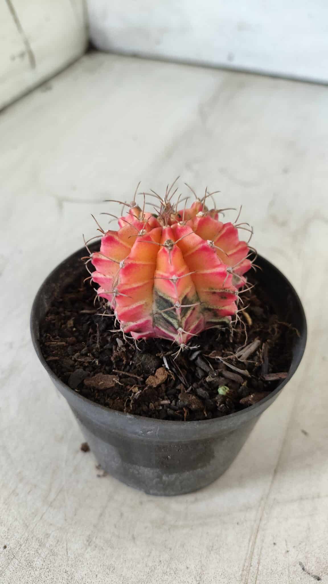 GYMNOCALYCIUM Mihanovichii Variegata Nº 470 – vaso 09