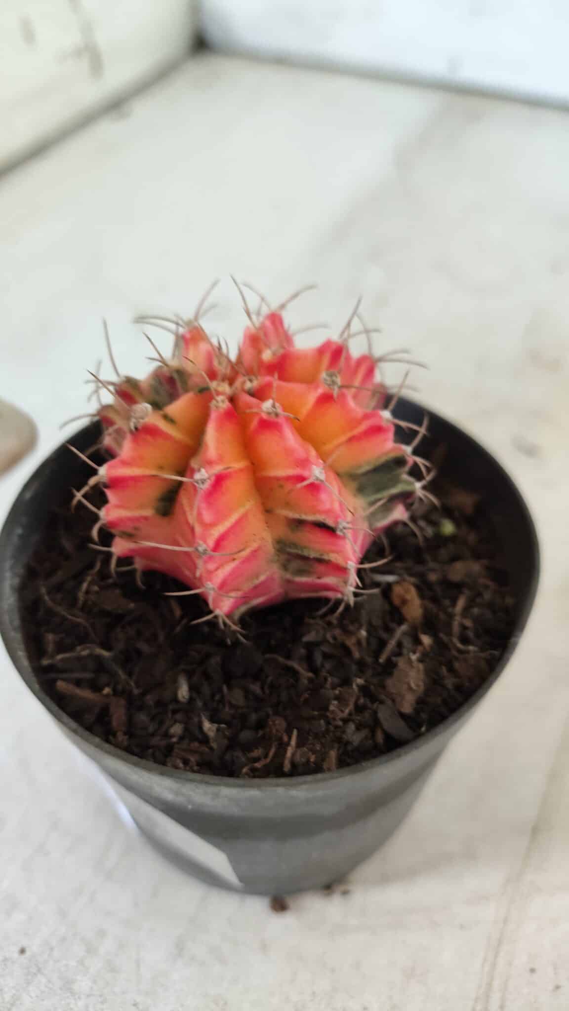 GYMNOCALYCIUM Mihanovichii Variegata Nº 470 – vaso 09