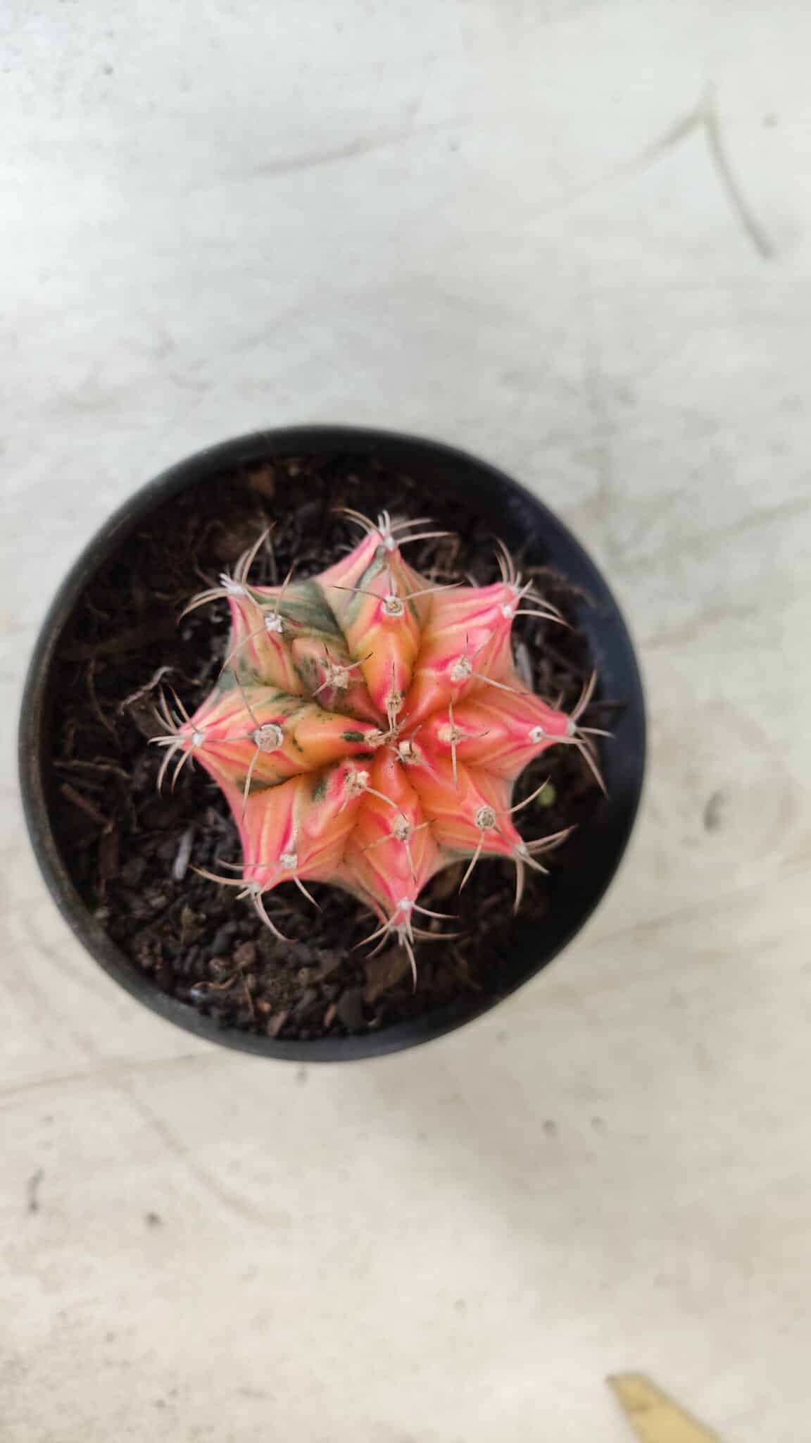 GYMNOCALYCIUM Mihanovichii Variegata Nº 470 – vaso 09