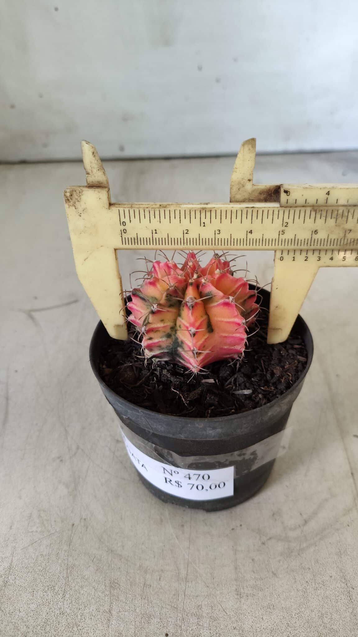 GYMNOCALYCIUM Mihanovichii Variegata Nº 470 – vaso 09