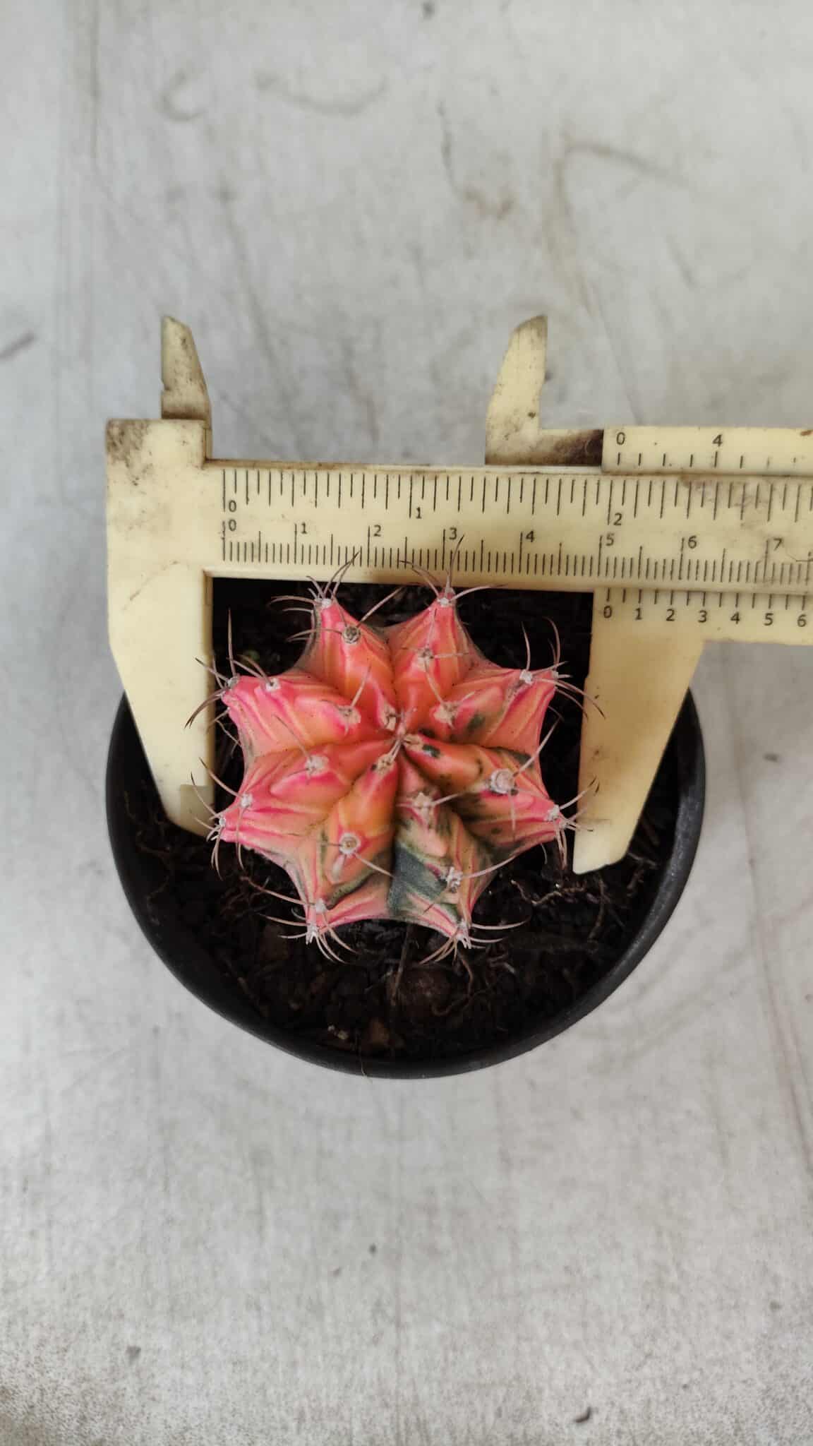 GYMNOCALYCIUM Mihanovichii Variegata Nº 470 – vaso 09