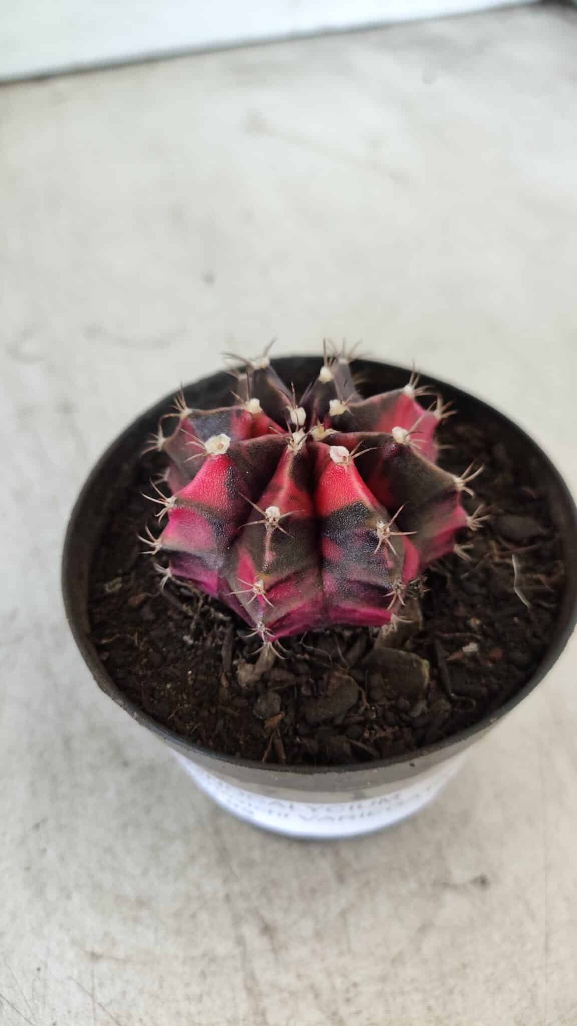 GYMNOCALYCIUM Mihanovichii Variegata Nº 471 – vaso 09