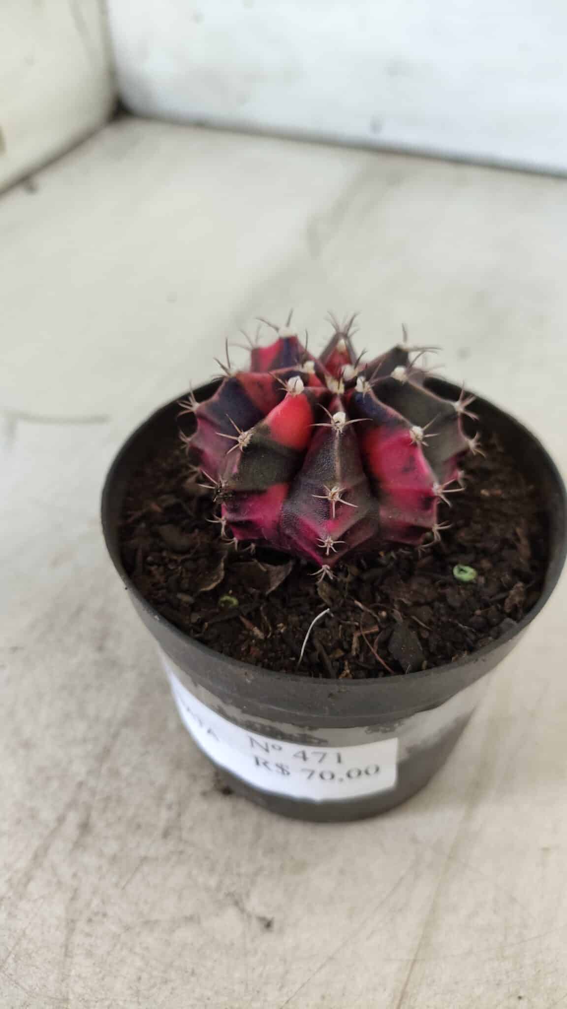 GYMNOCALYCIUM Mihanovichii Variegata Nº 471 – vaso 09