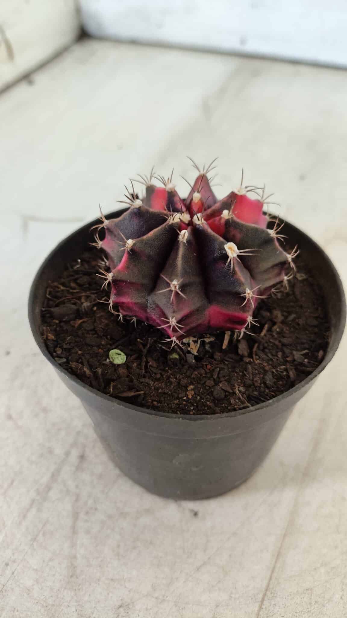 GYMNOCALYCIUM Mihanovichii Variegata Nº 471 – vaso 09