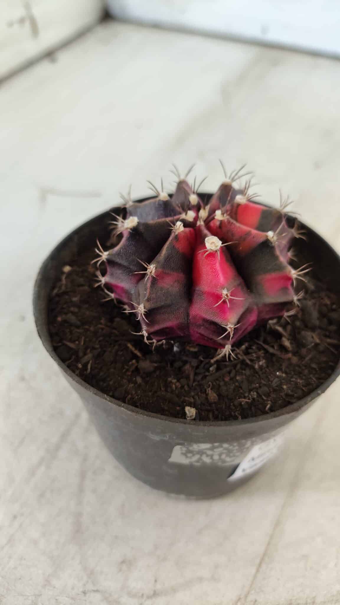 GYMNOCALYCIUM Mihanovichii Variegata Nº 471 – vaso 09