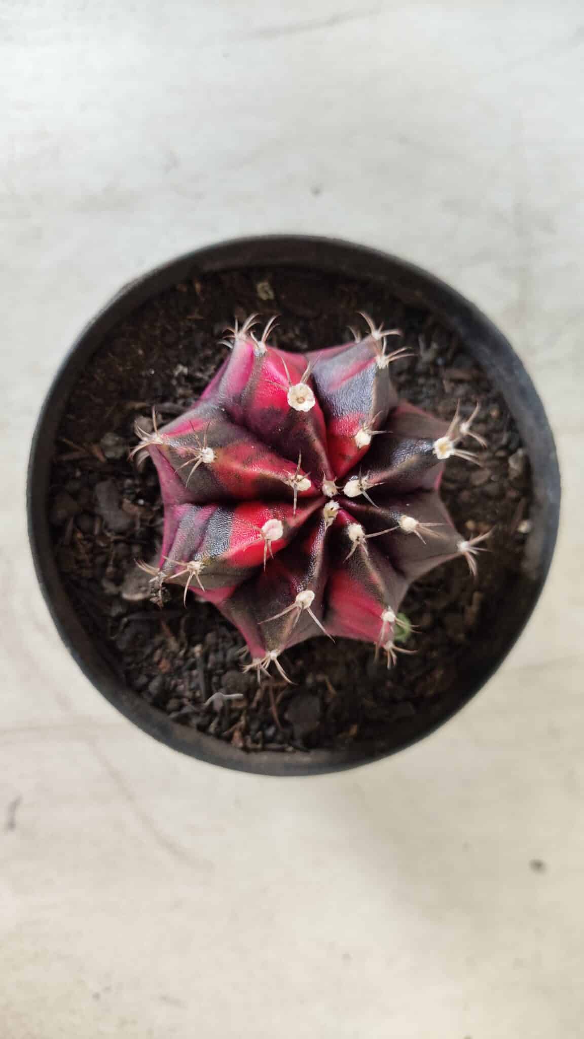 GYMNOCALYCIUM Mihanovichii Variegata Nº 471 – vaso 09
