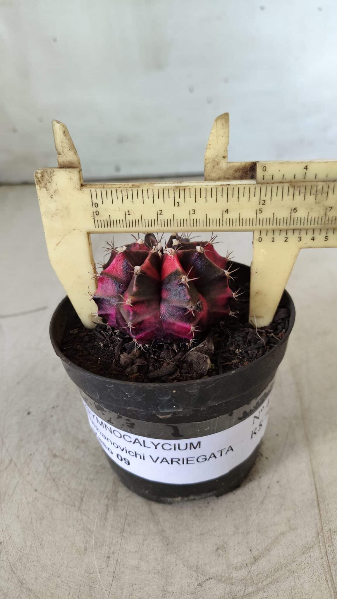 GYMNOCALYCIUM Mihanovichii Variegata Nº 471 – vaso 09