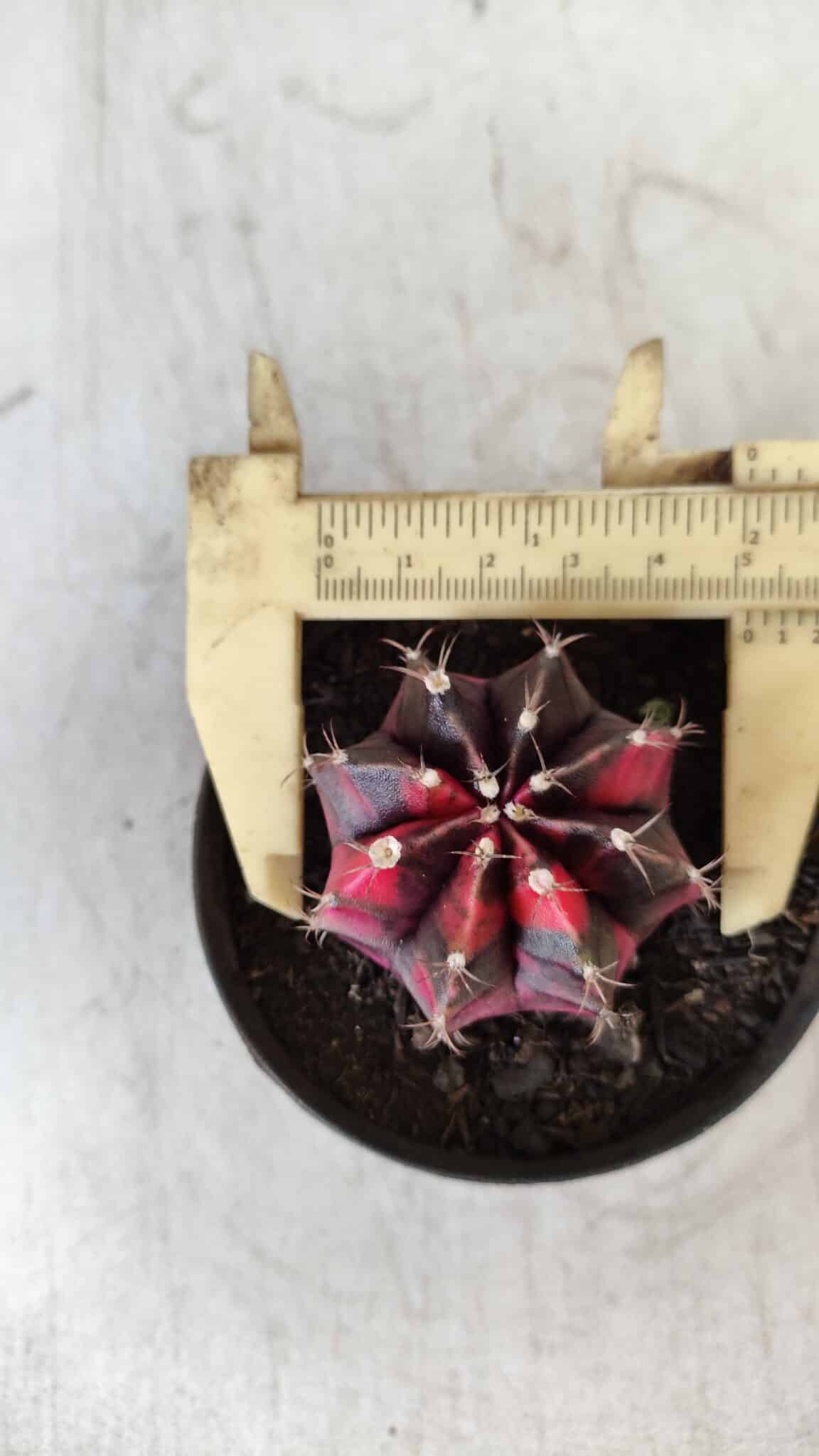 GYMNOCALYCIUM Mihanovichii Variegata Nº 471 – vaso 09