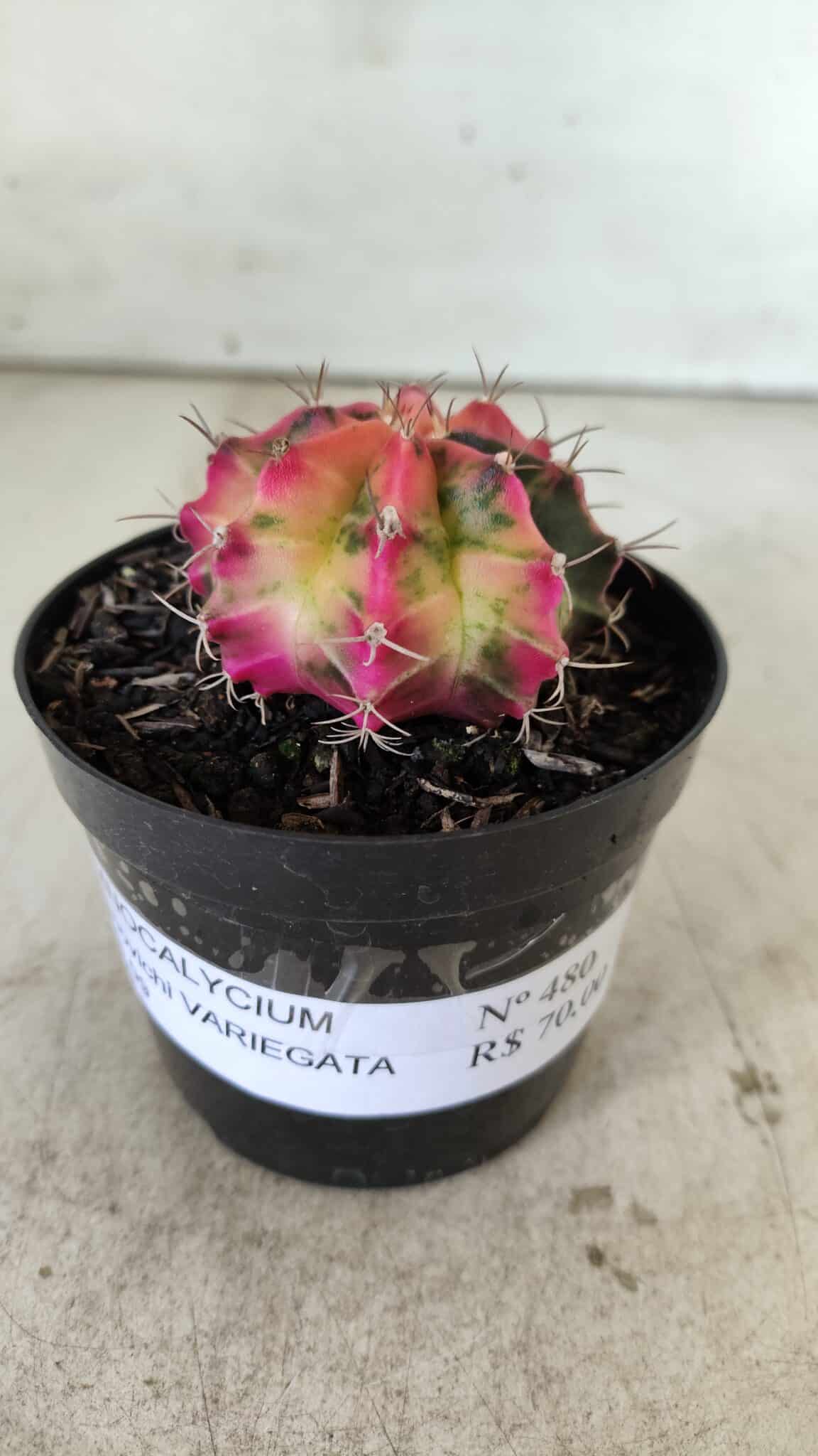 GYMNOCALYCIUM Mihanovichii Variegata Nº 480 – vaso 09