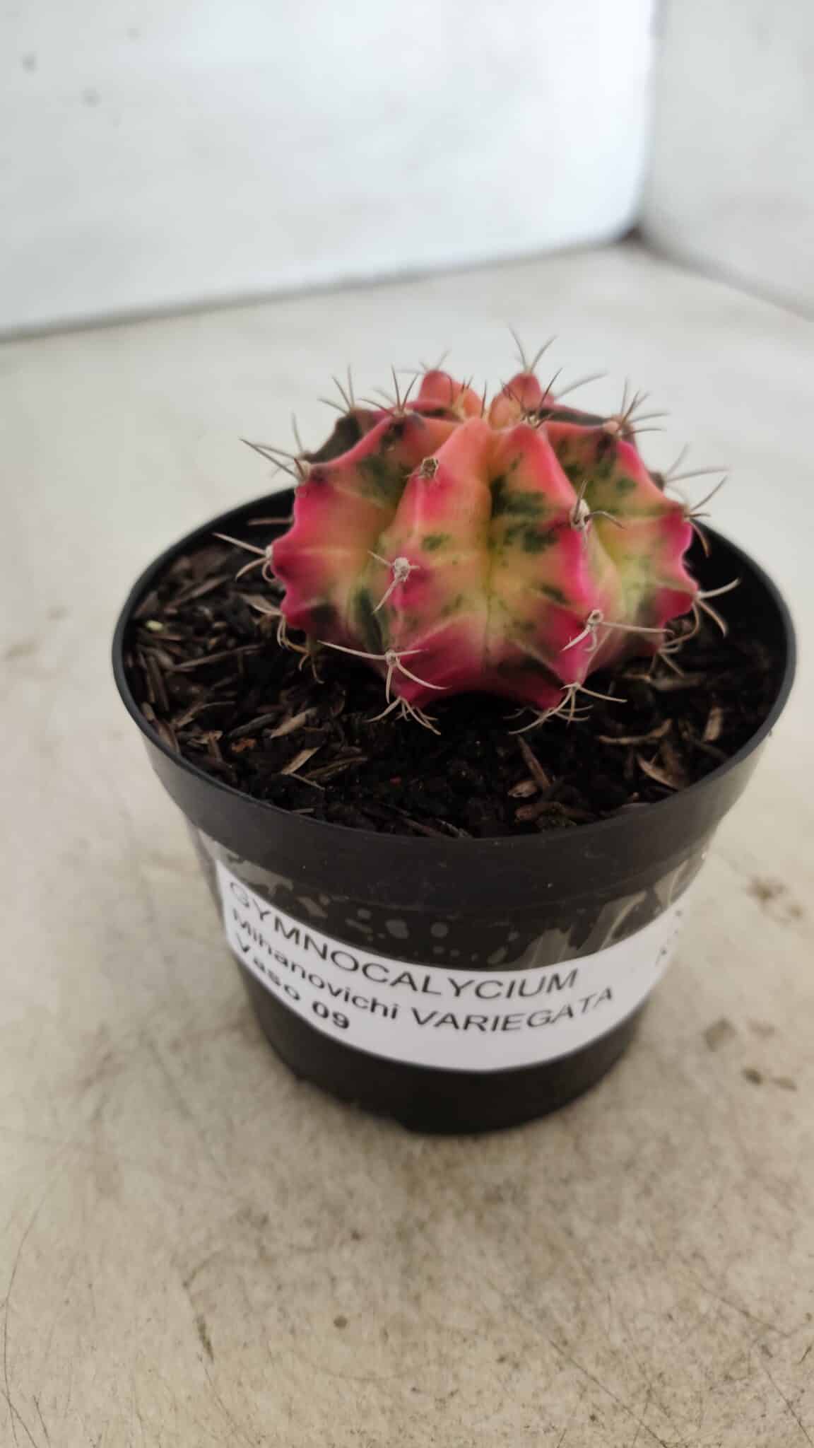 GYMNOCALYCIUM Mihanovichii Variegata Nº 480 – vaso 09
