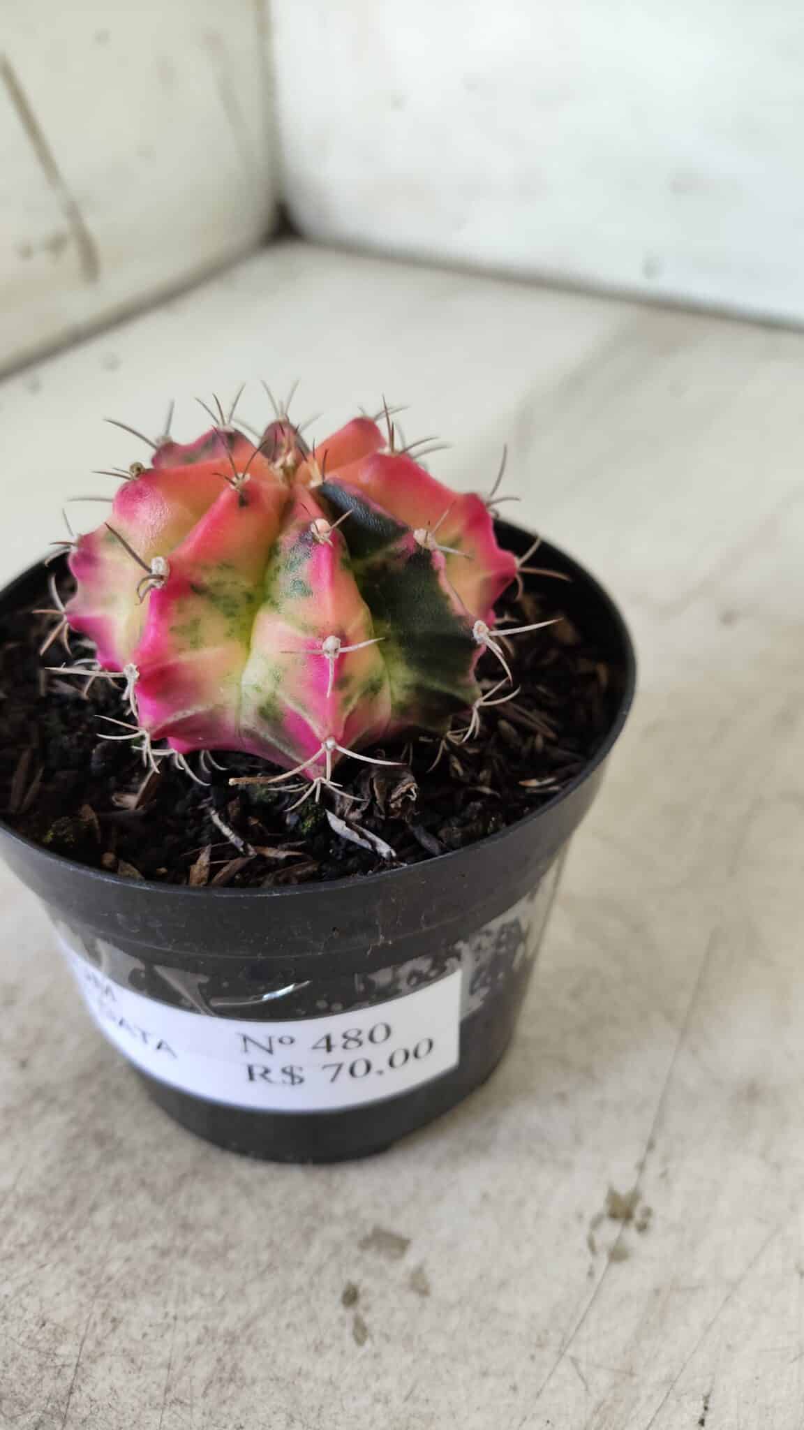GYMNOCALYCIUM Mihanovichii Variegata Nº 480 – vaso 09