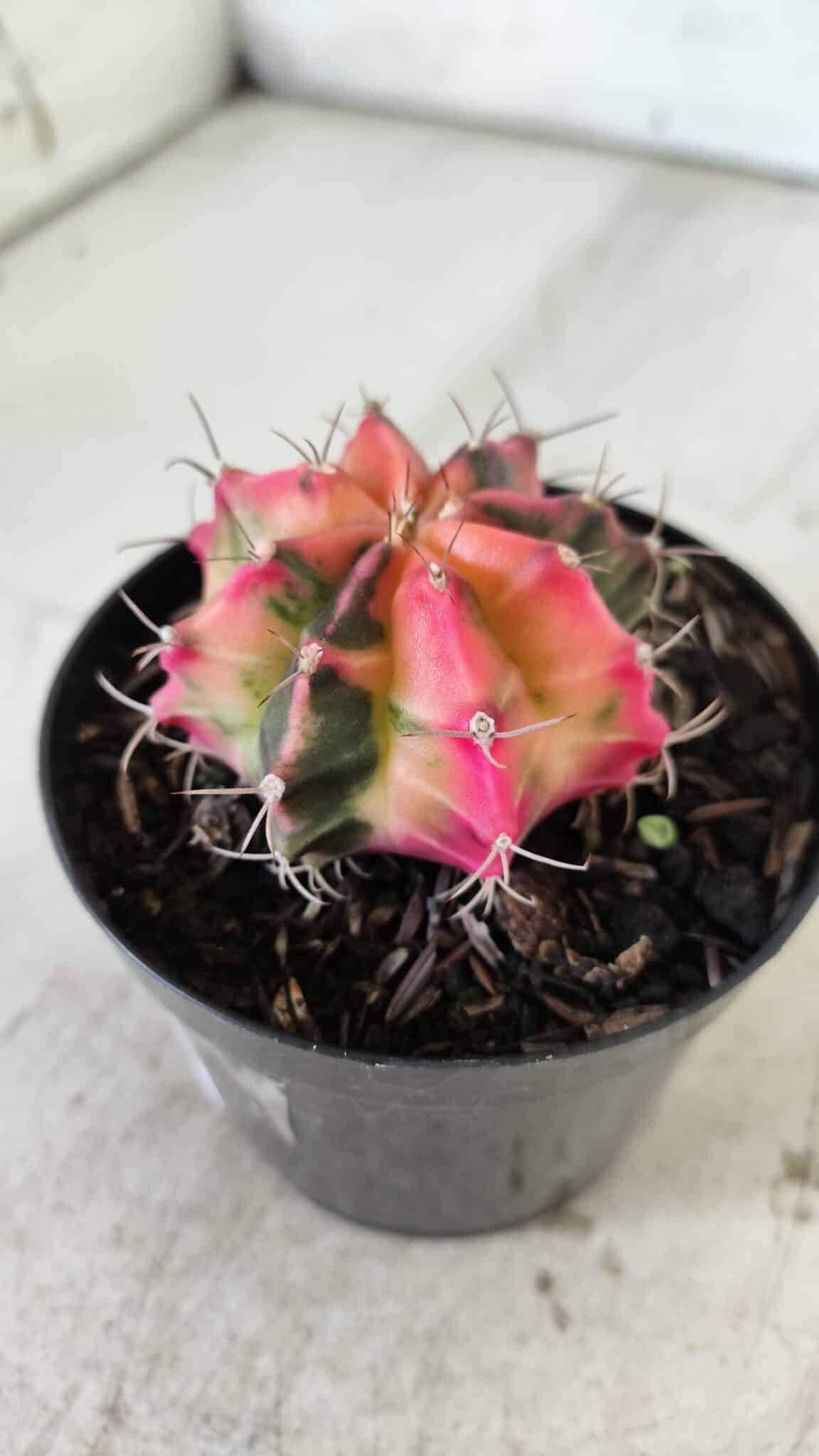 GYMNOCALYCIUM Mihanovichii Variegata Nº 480 – vaso 09