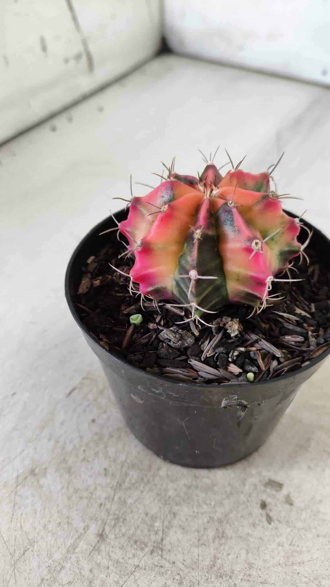 GYMNOCALYCIUM Mihanovichii Variegata Nº 480 – vaso 09