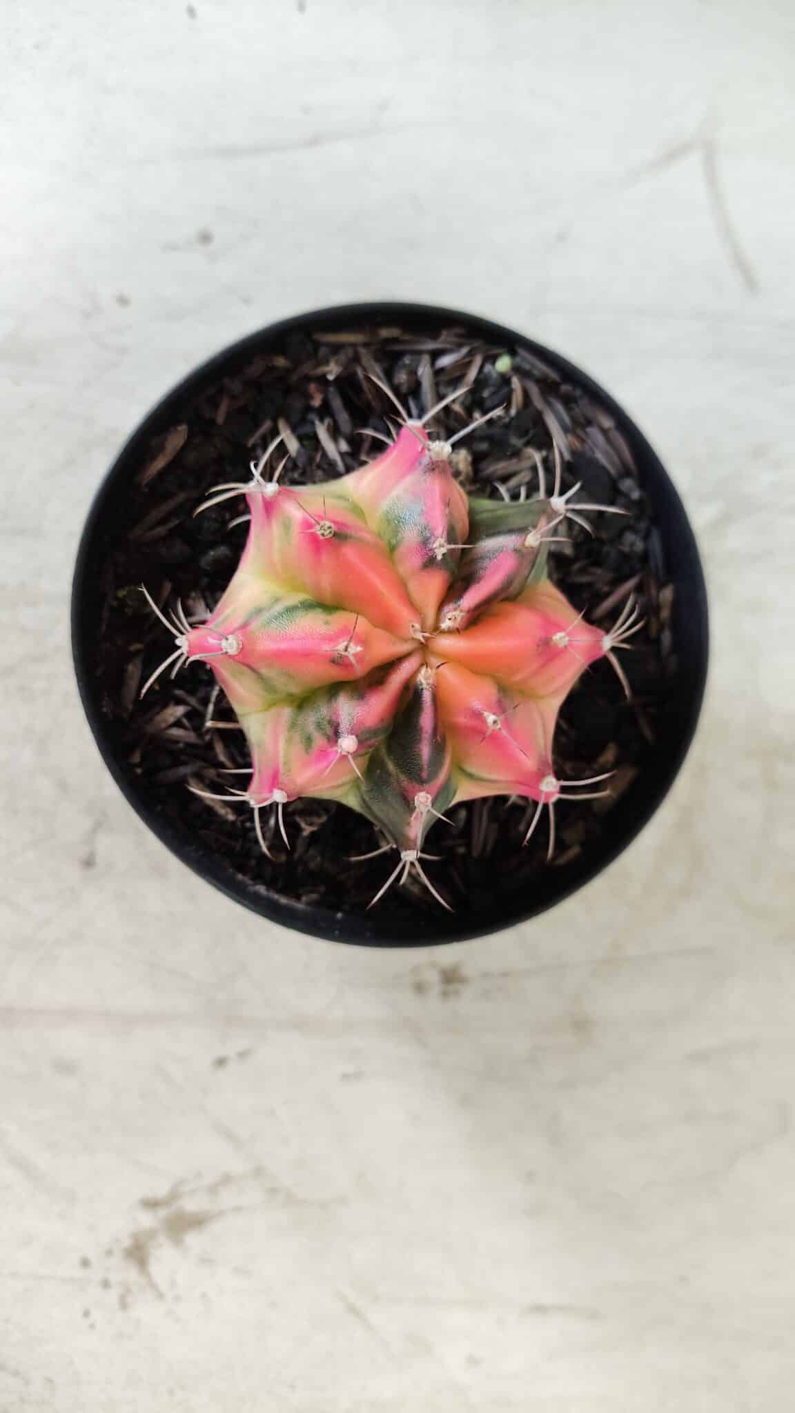 GYMNOCALYCIUM Mihanovichii Variegata Nº 480 – vaso 09