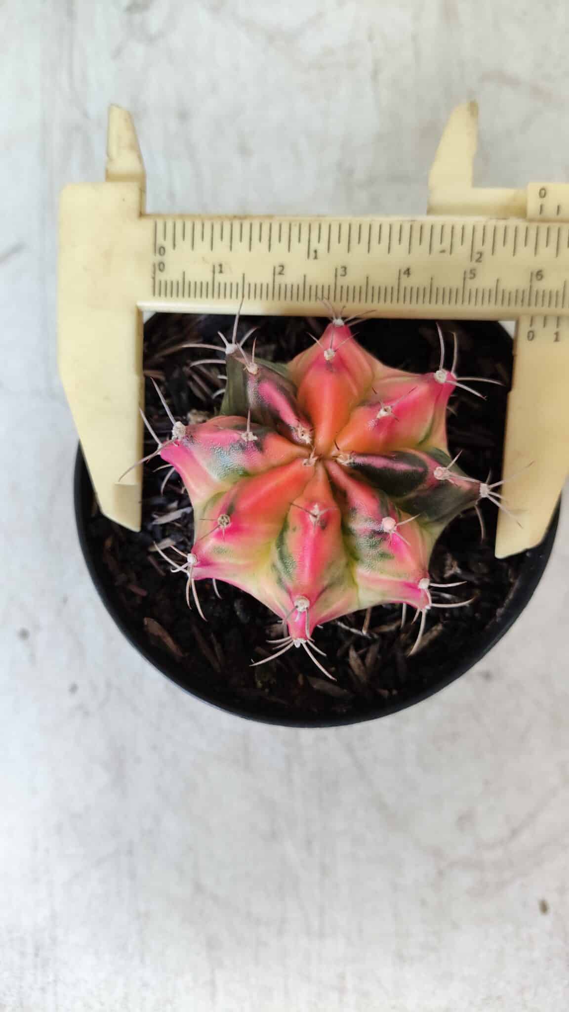 GYMNOCALYCIUM Mihanovichii Variegata Nº 480 – vaso 09
