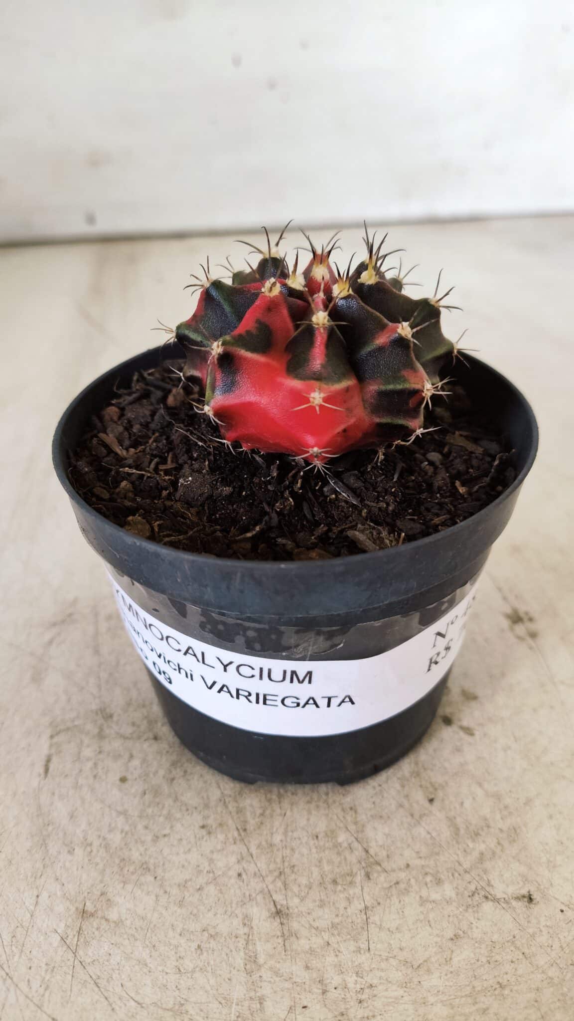 GYMNOCALYCIUM Mihanovichii Variegata Nº 481 – vaso 09