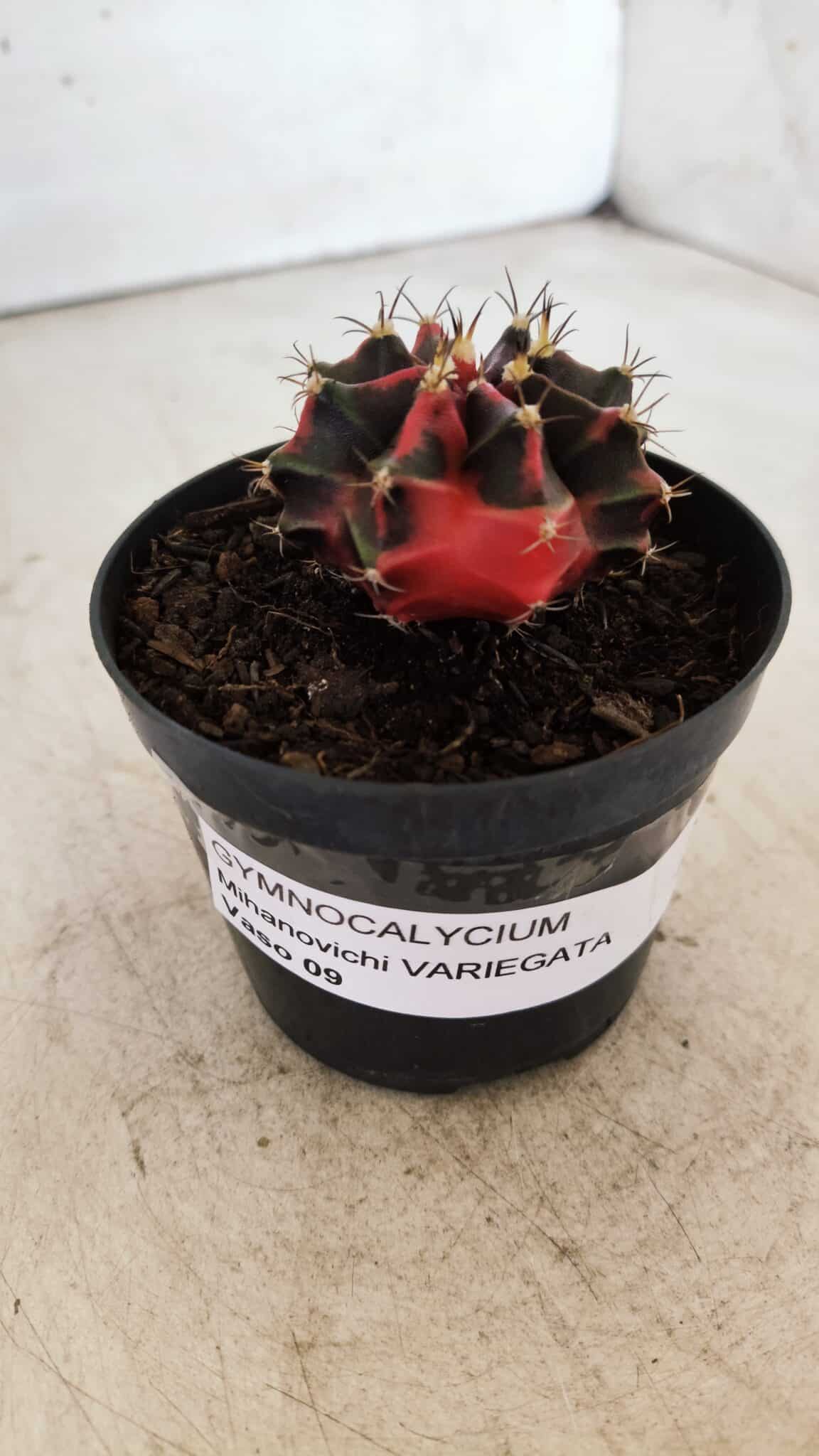 GYMNOCALYCIUM Mihanovichii Variegata Nº 481 – vaso 09