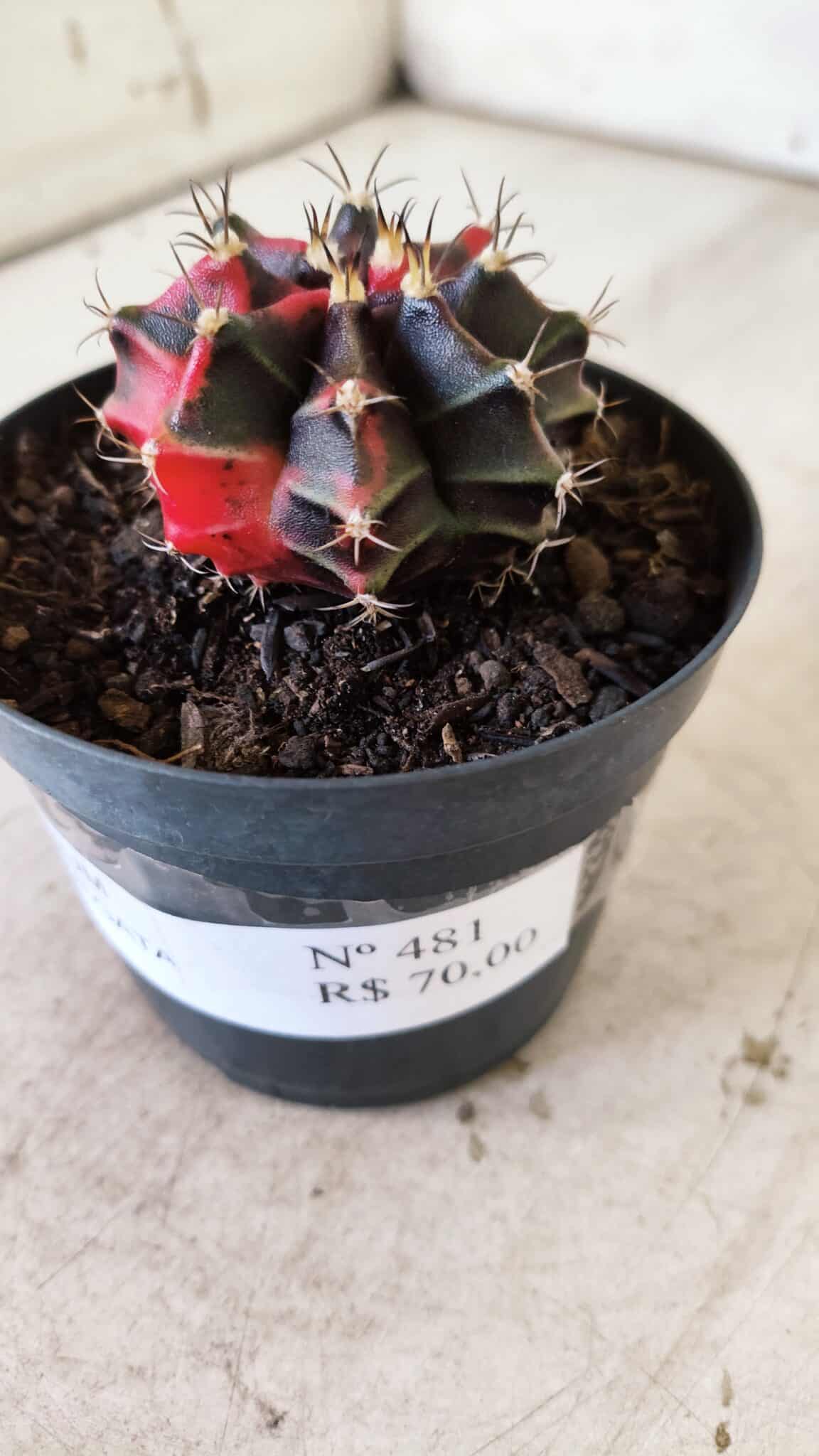 GYMNOCALYCIUM Mihanovichii Variegata Nº 481 – vaso 09