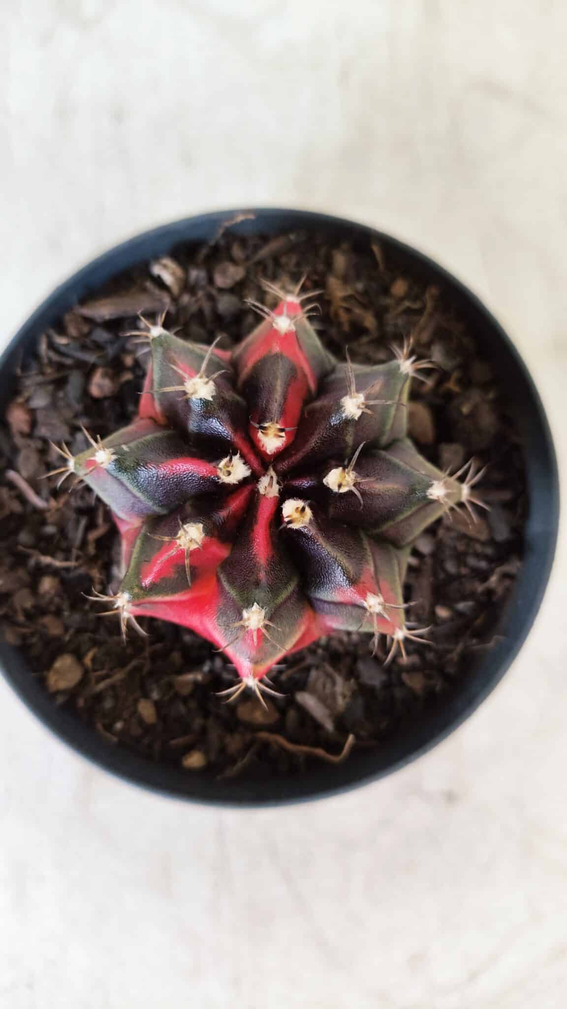 GYMNOCALYCIUM Mihanovichii Variegata Nº 481 – vaso 09