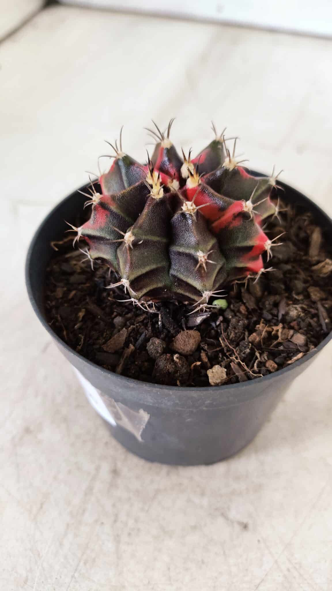 GYMNOCALYCIUM Mihanovichii Variegata Nº 481 – vaso 09