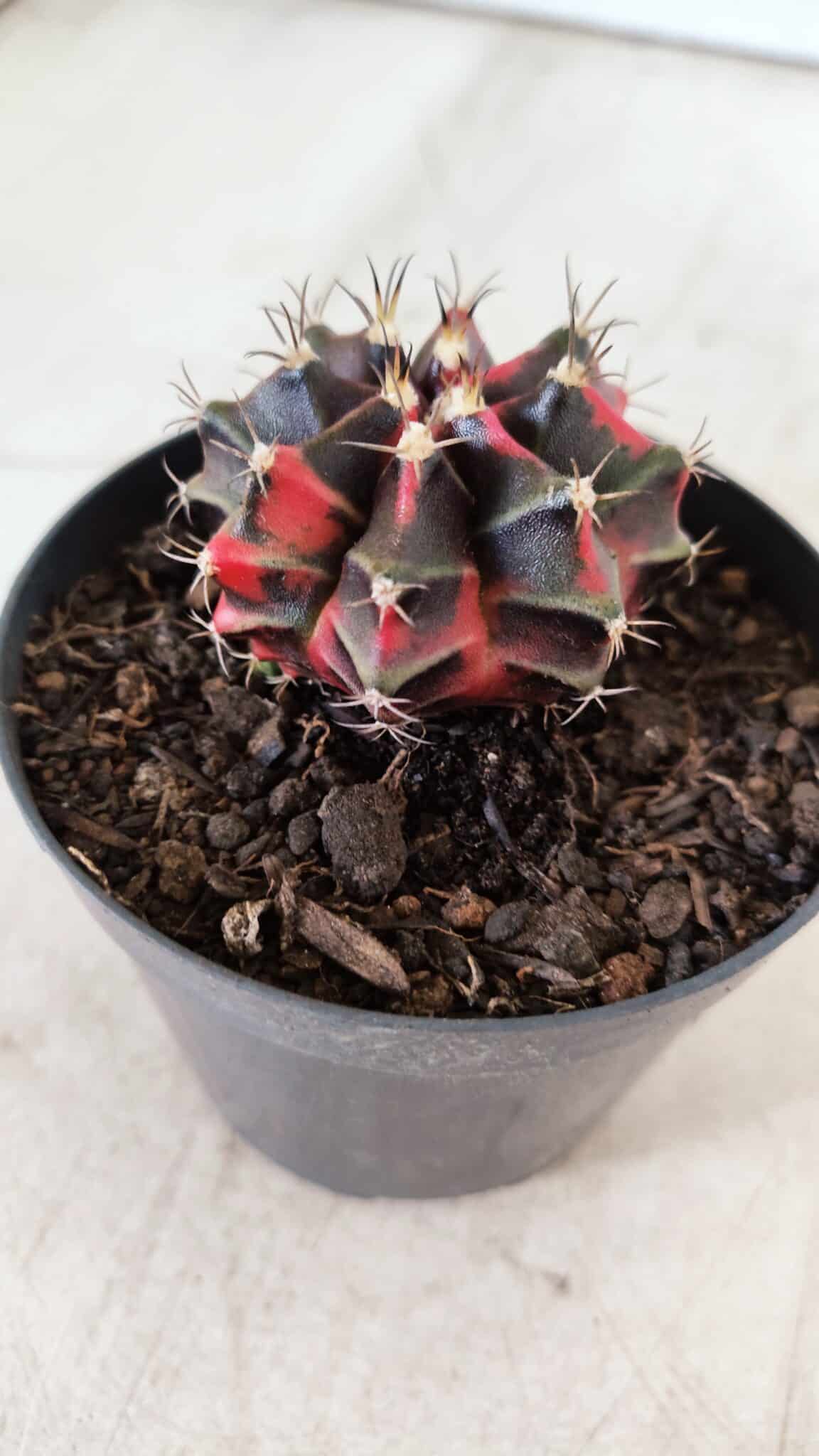 GYMNOCALYCIUM Mihanovichii Variegata Nº 481 – vaso 09