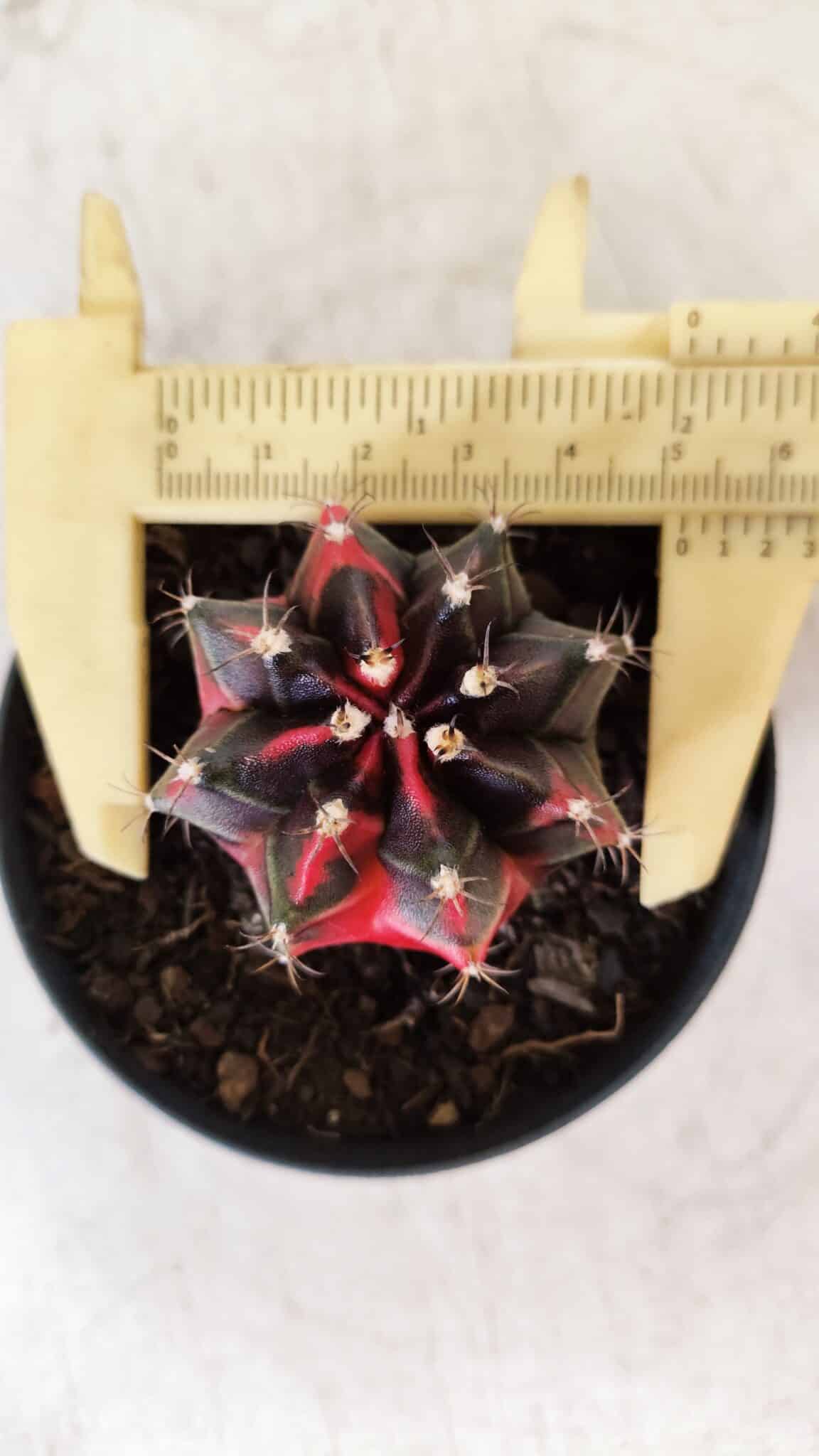 GYMNOCALYCIUM Mihanovichii Variegata Nº 481 – vaso 09