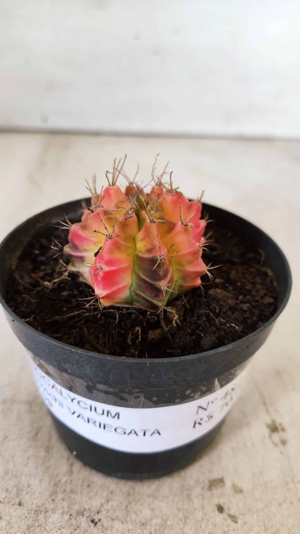 GYMNOCALYCIUM Mihanovichii Variegata Nº 482 – vaso 09