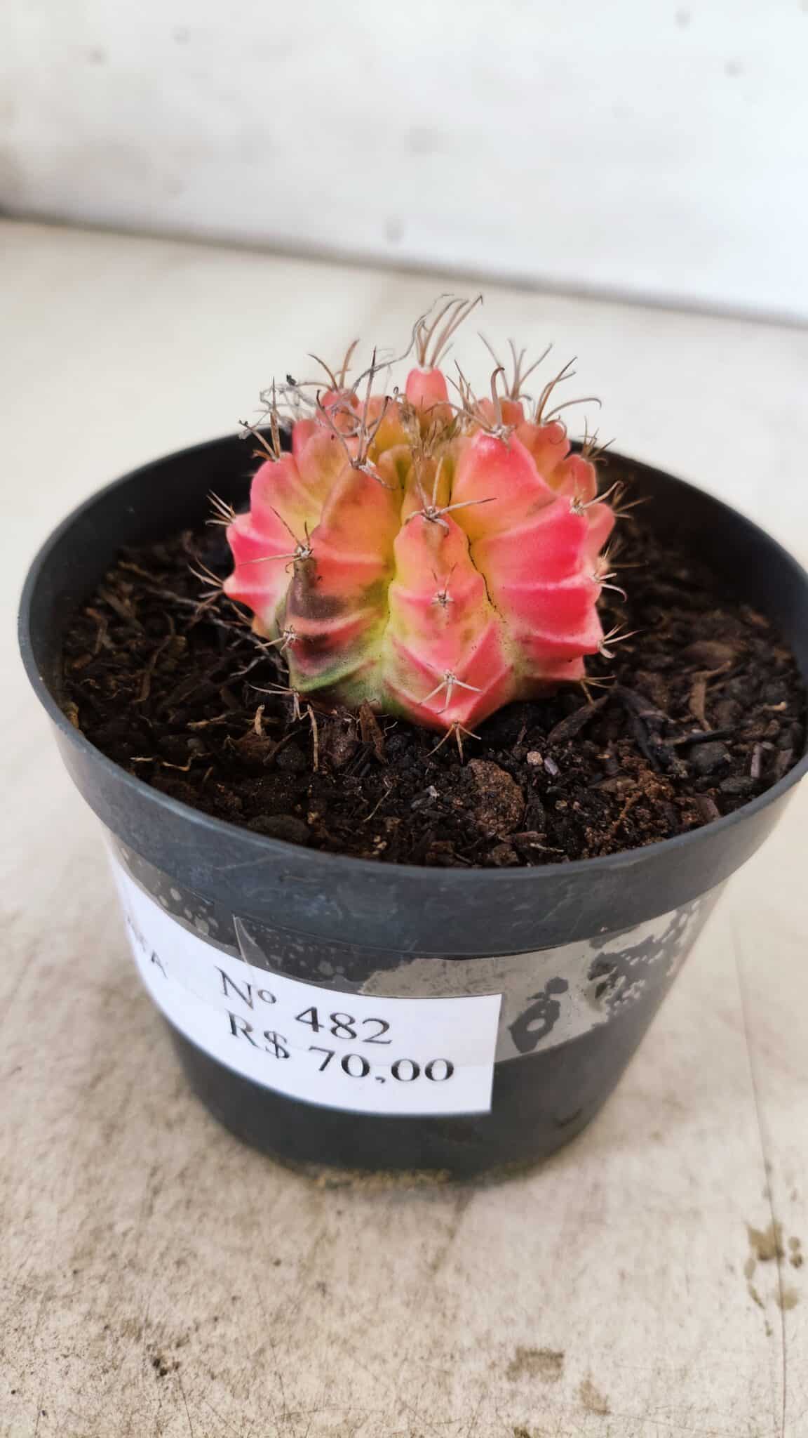 GYMNOCALYCIUM Mihanovichii Variegata Nº 482 – vaso 09