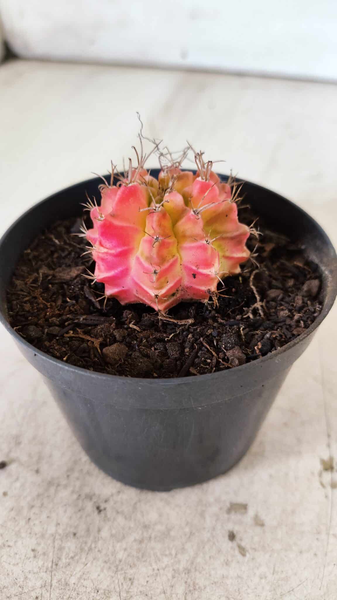 GYMNOCALYCIUM Mihanovichii Variegata Nº 482 – vaso 09