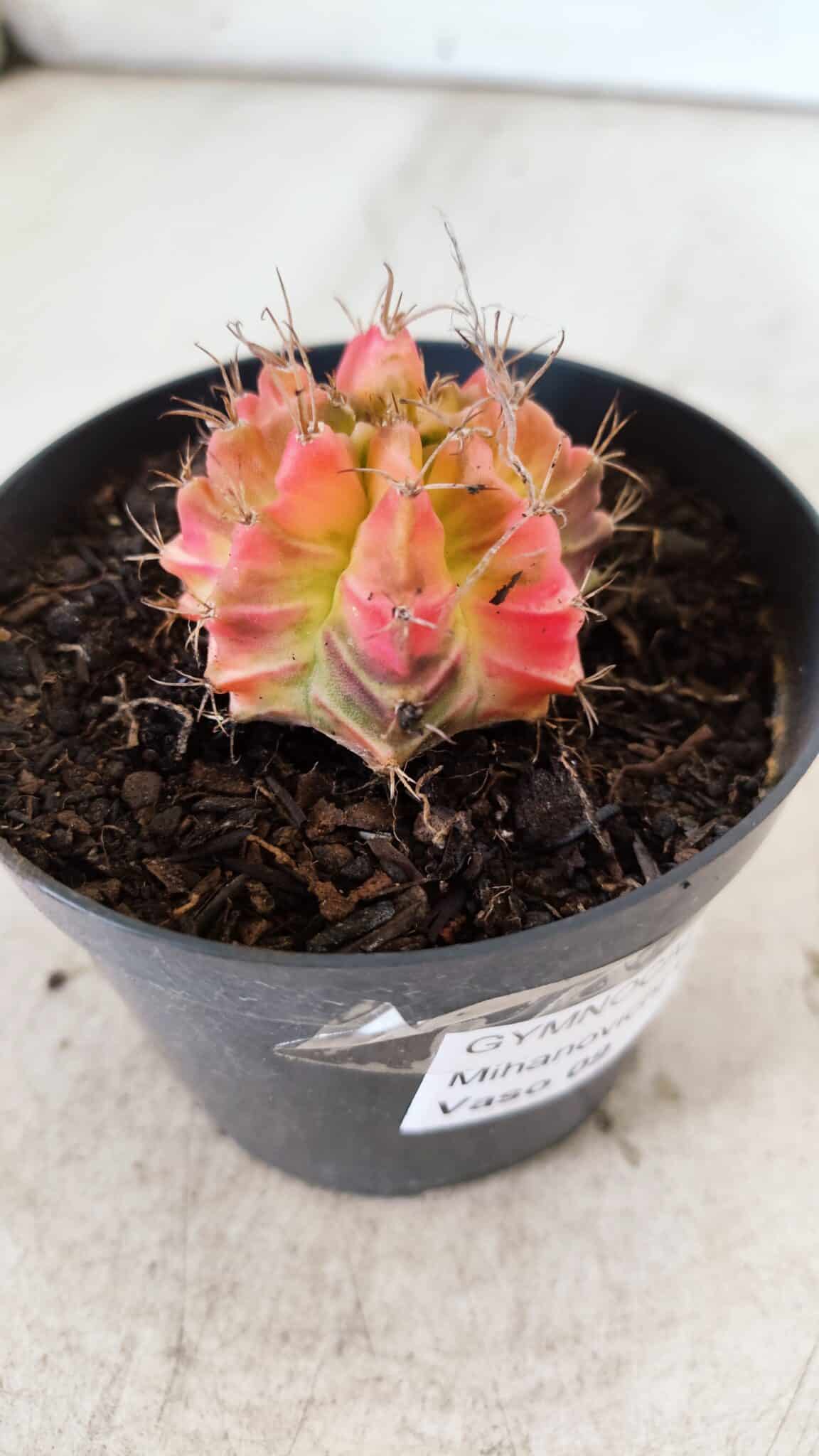 GYMNOCALYCIUM Mihanovichii Variegata Nº 482 – vaso 09