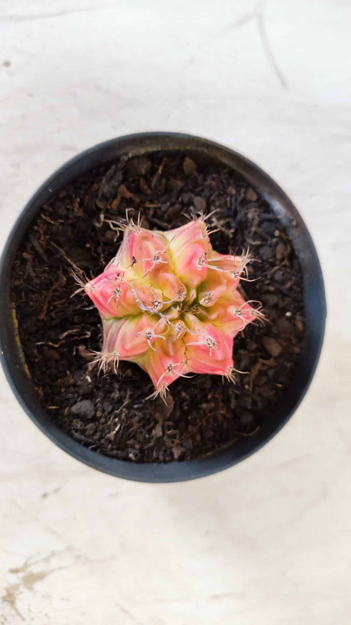 GYMNOCALYCIUM Mihanovichii Variegata Nº 482 – vaso 09