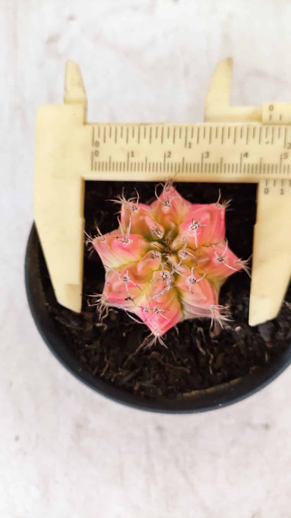 GYMNOCALYCIUM Mihanovichii Variegata Nº 482 – vaso 09