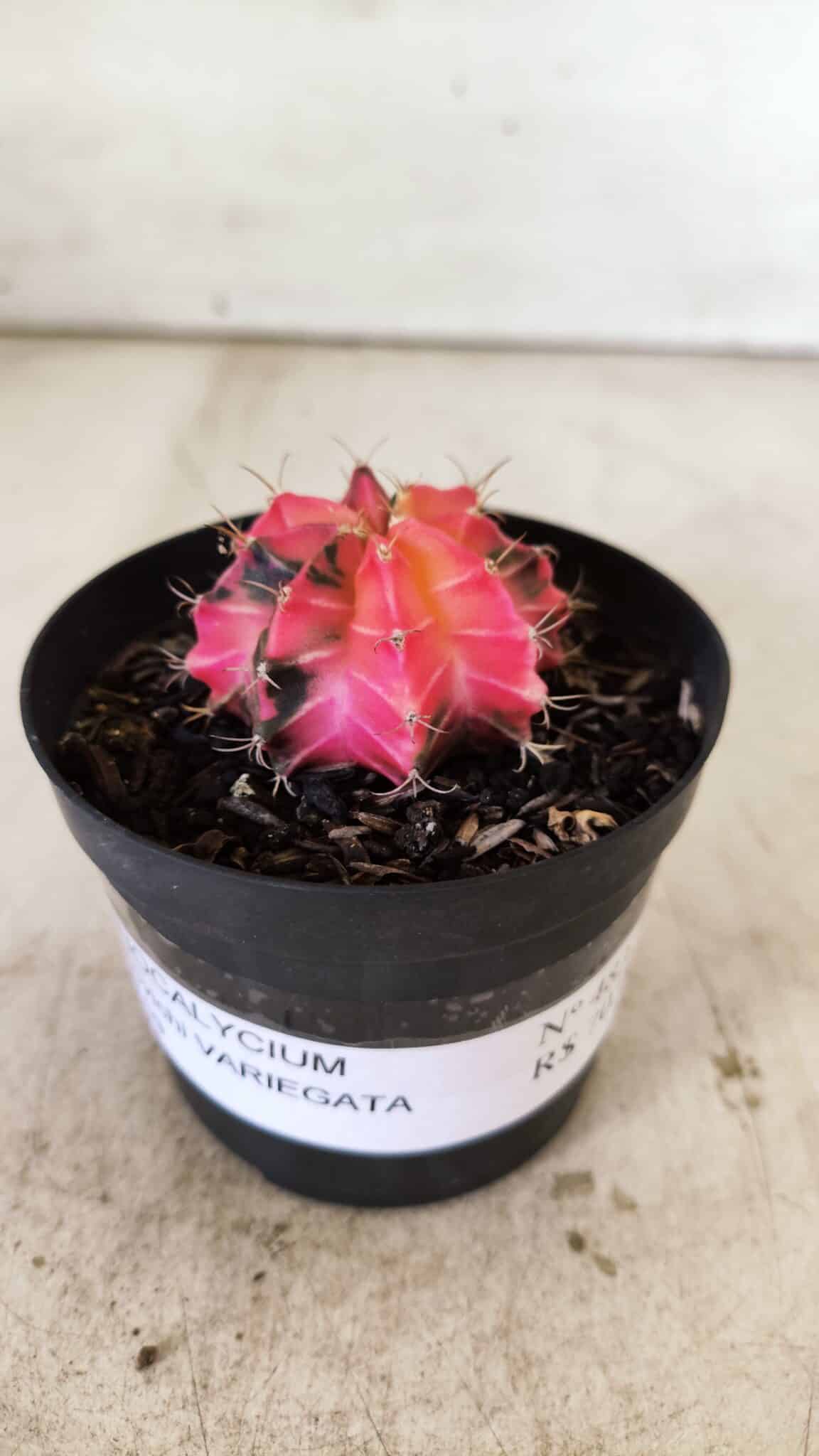 GYMNOCALYCIUM Mihanovichii Variegata Nº 483 – vaso 09