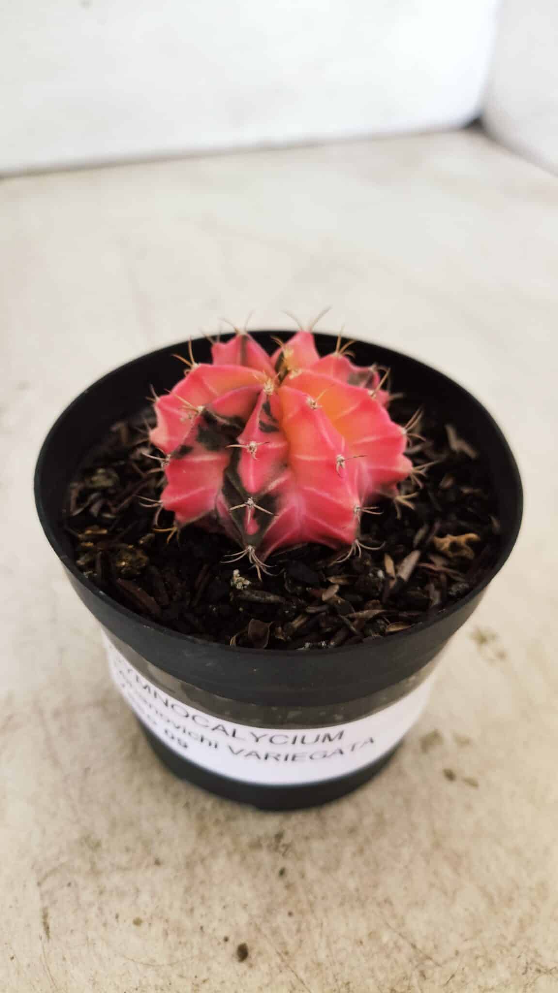 GYMNOCALYCIUM Mihanovichii Variegata Nº 483 – vaso 09