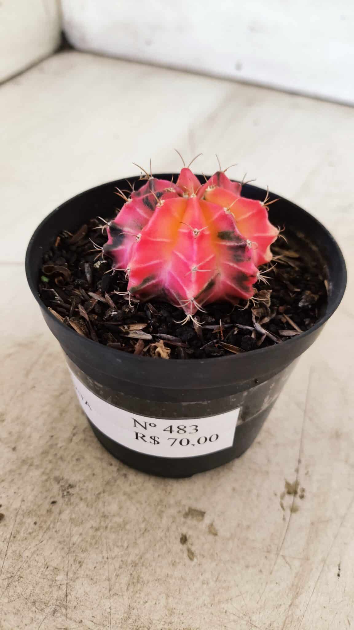 GYMNOCALYCIUM Mihanovichii Variegata Nº 483 – vaso 09
