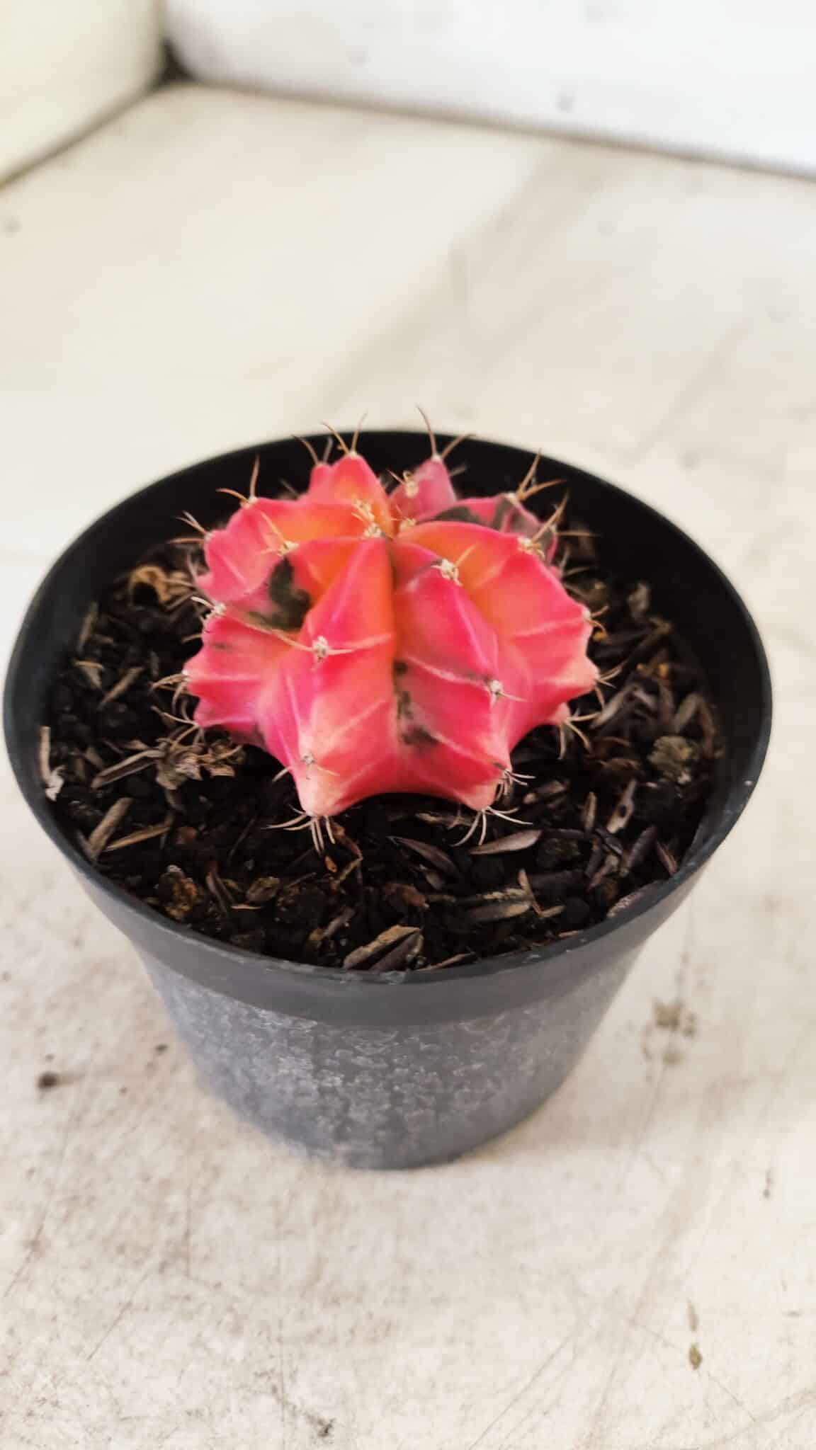 GYMNOCALYCIUM Mihanovichii Variegata Nº 483 – vaso 09