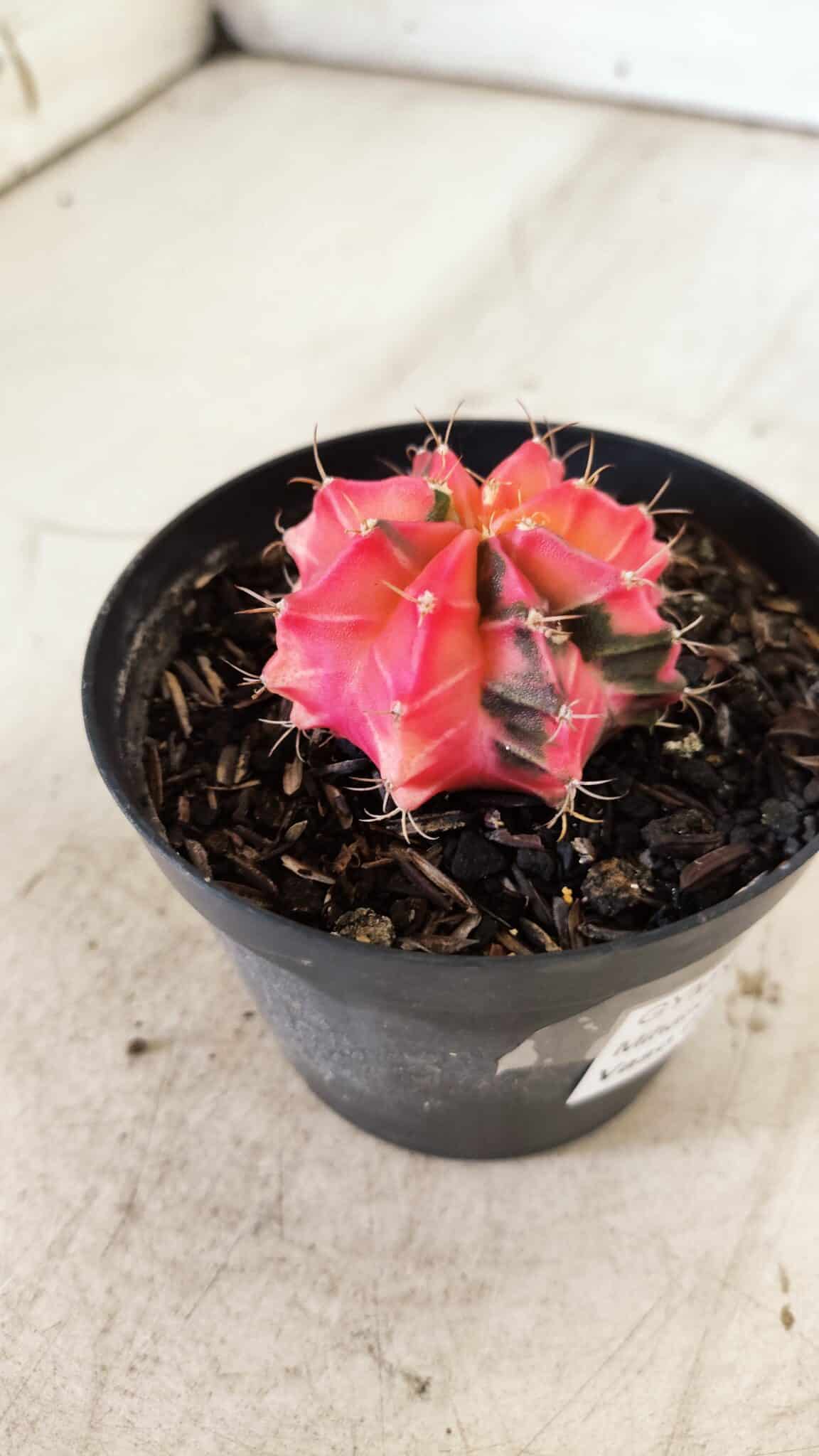 GYMNOCALYCIUM Mihanovichii Variegata Nº 483 – vaso 09