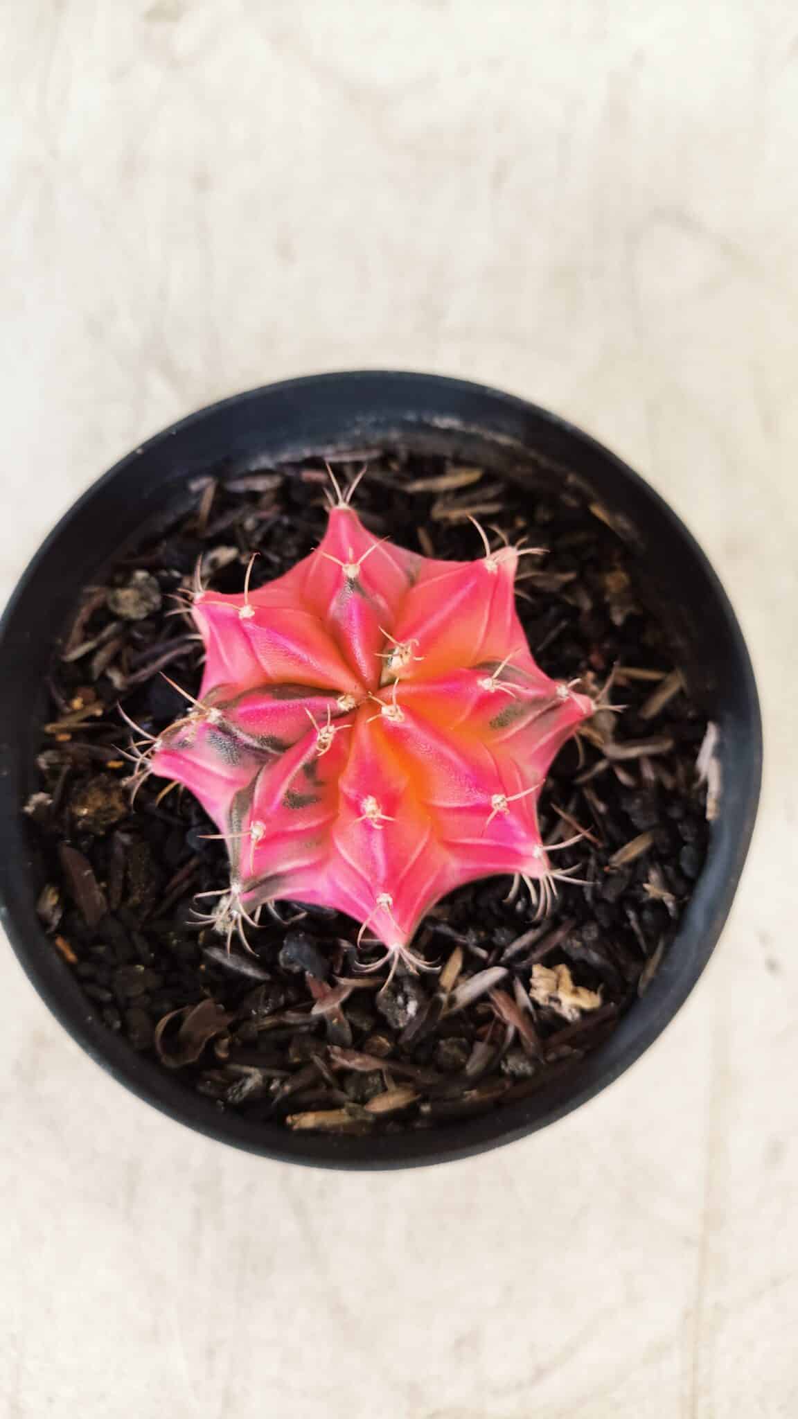 GYMNOCALYCIUM Mihanovichii Variegata Nº 483 – vaso 09