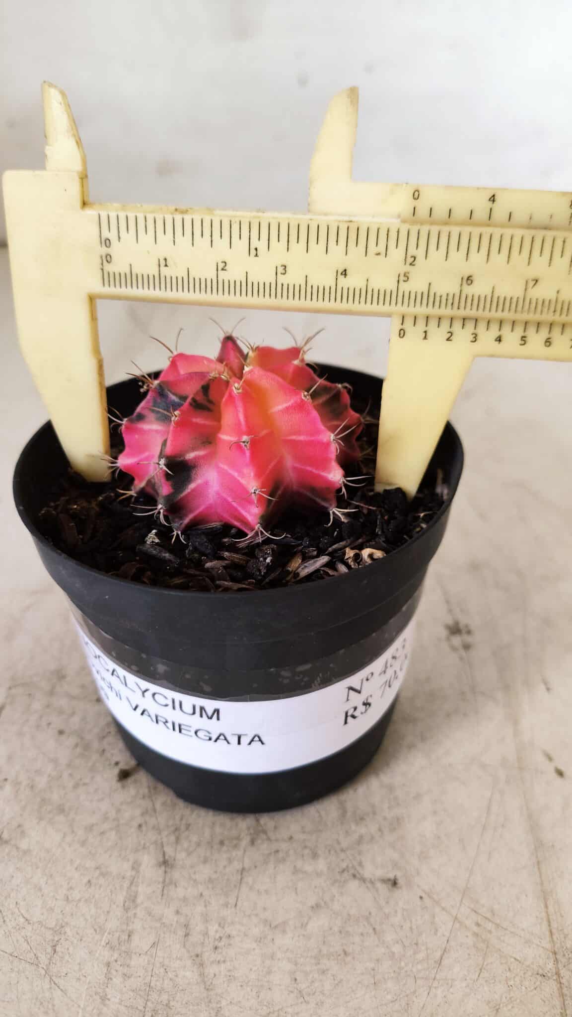 GYMNOCALYCIUM Mihanovichii Variegata Nº 483 – vaso 09