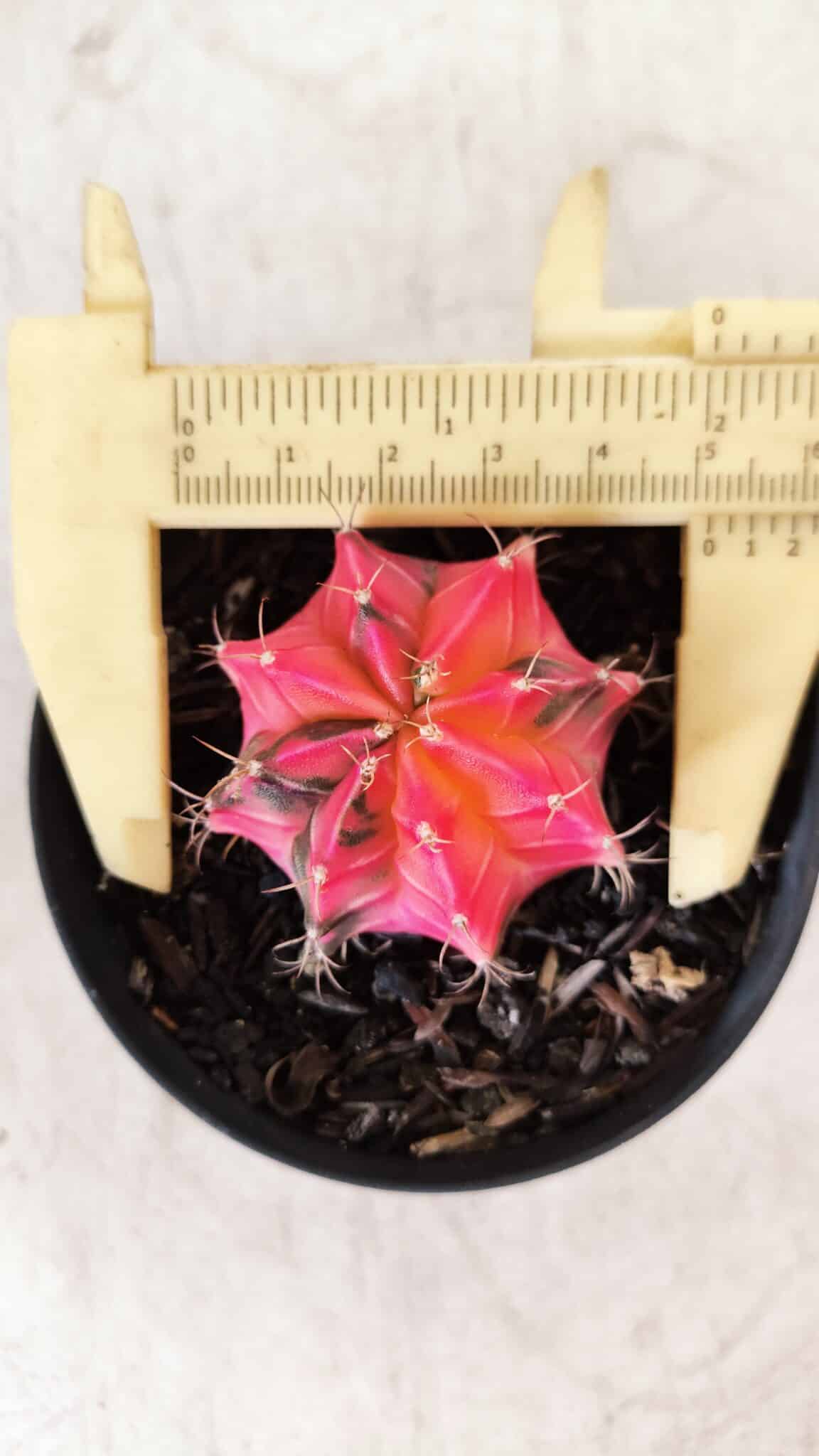 GYMNOCALYCIUM Mihanovichii Variegata Nº 483 – vaso 09
