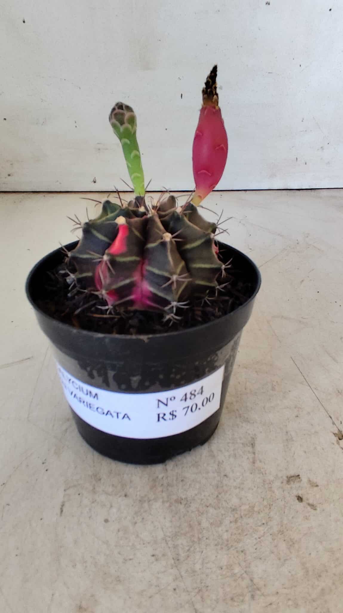 GYMNOCALYCIUM Mihanovichii Variegata Nº 484 – vaso 09