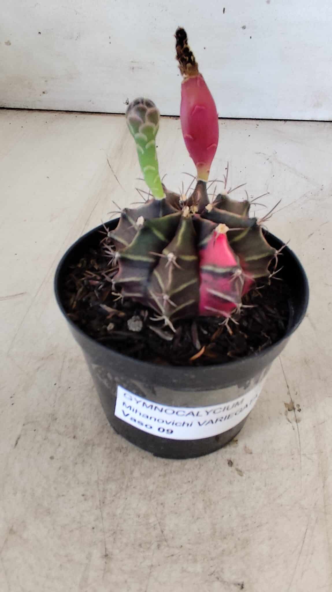 GYMNOCALYCIUM Mihanovichii Variegata Nº 484 – vaso 09
