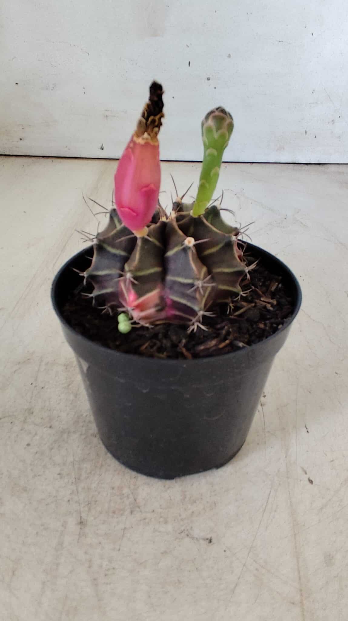 GYMNOCALYCIUM Mihanovichii Variegata Nº 484 – vaso 09