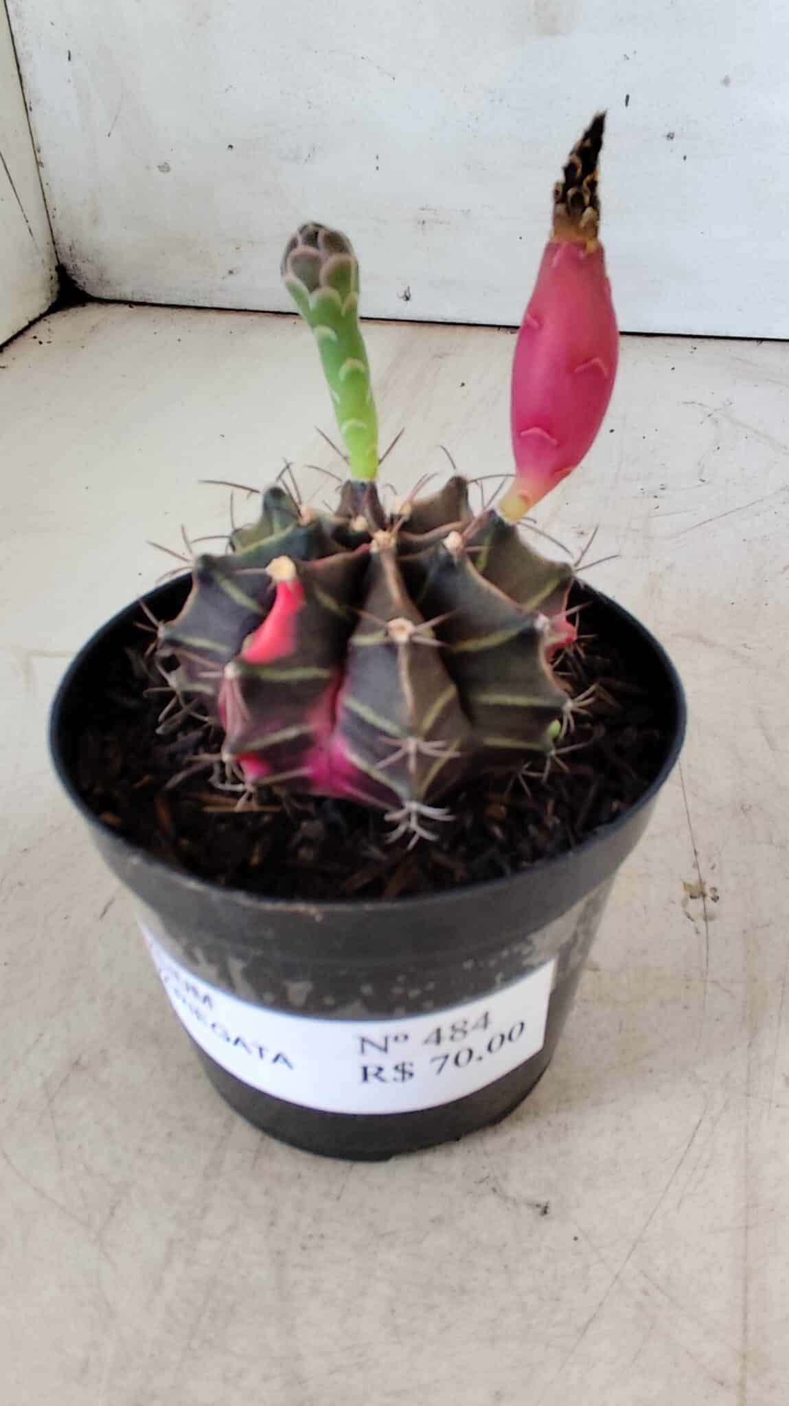 GYMNOCALYCIUM Mihanovichii Variegata Nº 484 – vaso 09