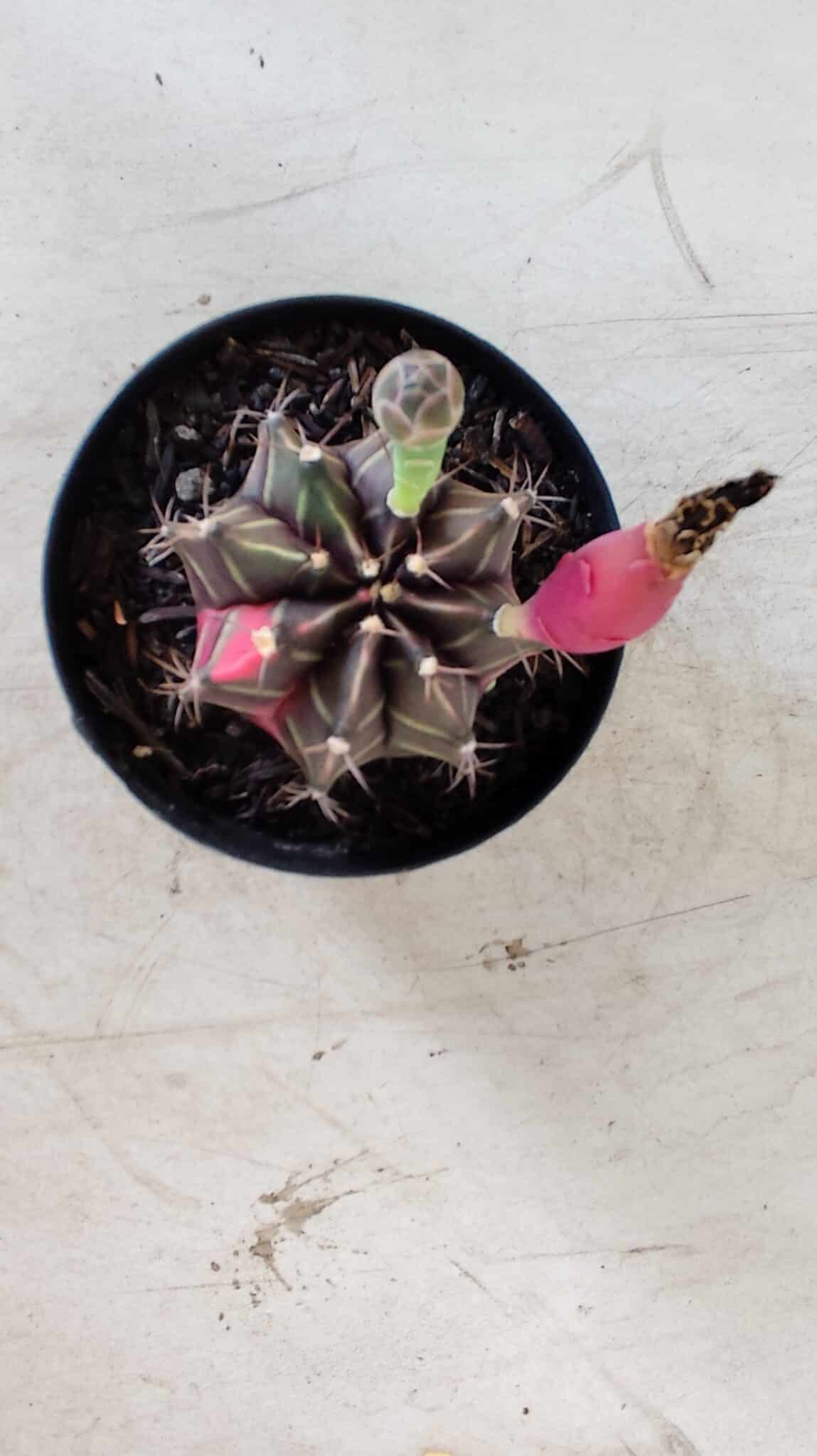 GYMNOCALYCIUM Mihanovichii Variegata Nº 484 – vaso 09