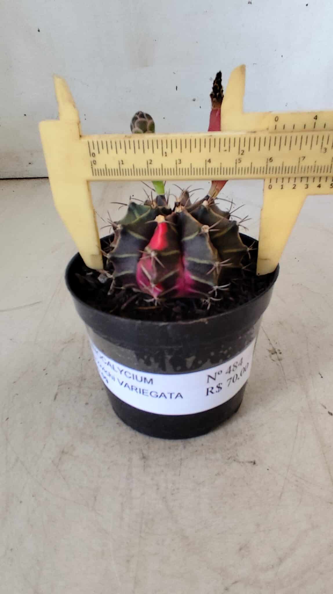GYMNOCALYCIUM Mihanovichii Variegata Nº 484 – vaso 09