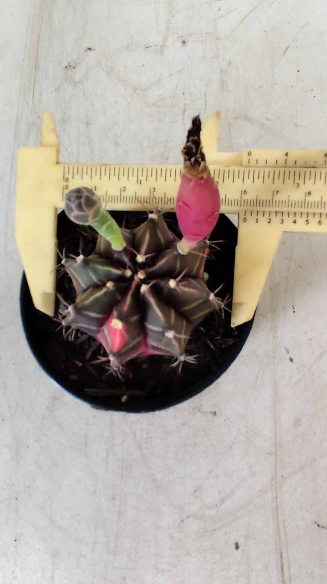 GYMNOCALYCIUM Mihanovichii Variegata Nº 484 – vaso 09