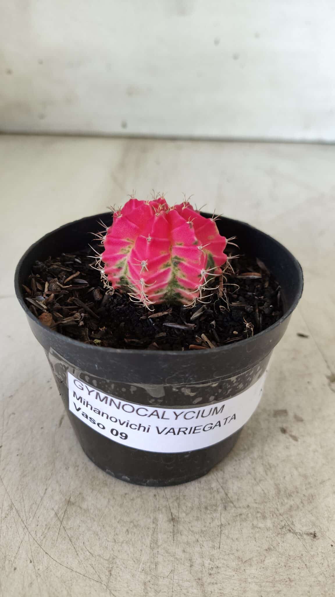 GYMNOCALYCIUM Mihanovichii Variegata Nº 485 – vaso 09