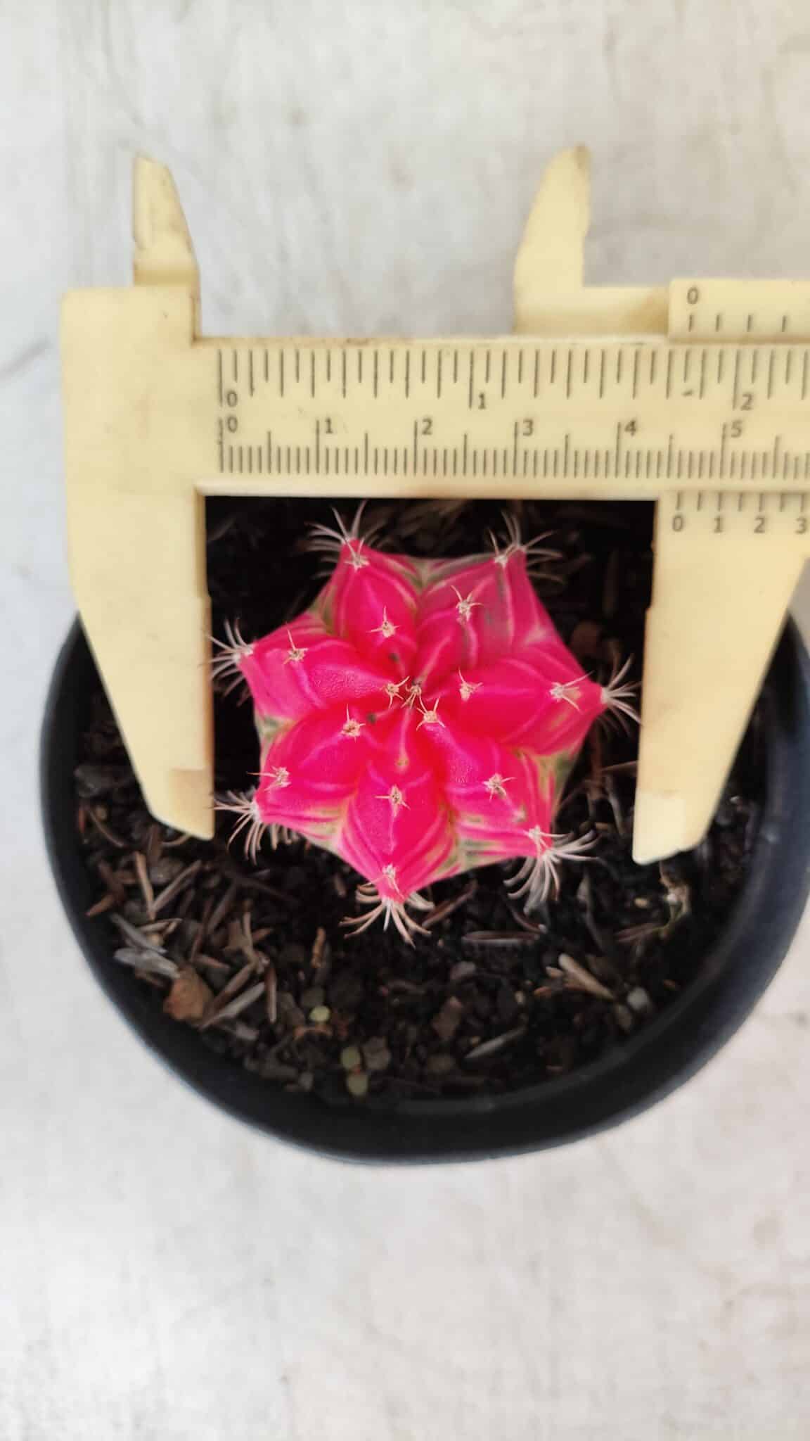 GYMNOCALYCIUM Mihanovichii Variegata Nº 485 – vaso 09